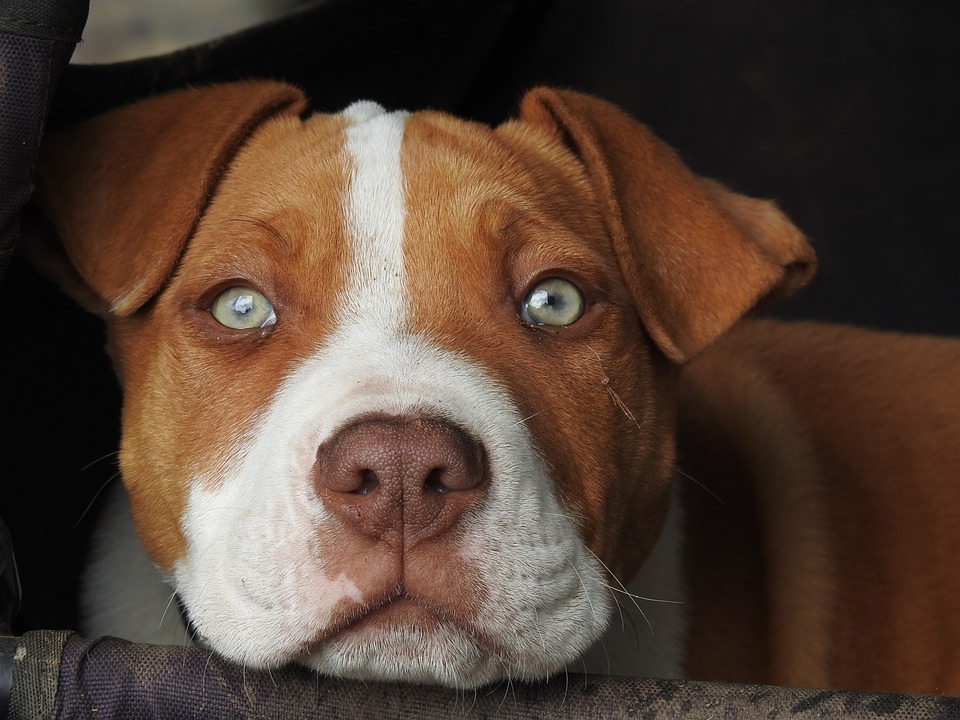 Pup, Puppy, Red Puppy, Pitbull, Dog - Early Cherry Eye In Dogs , HD Wallpaper & Backgrounds