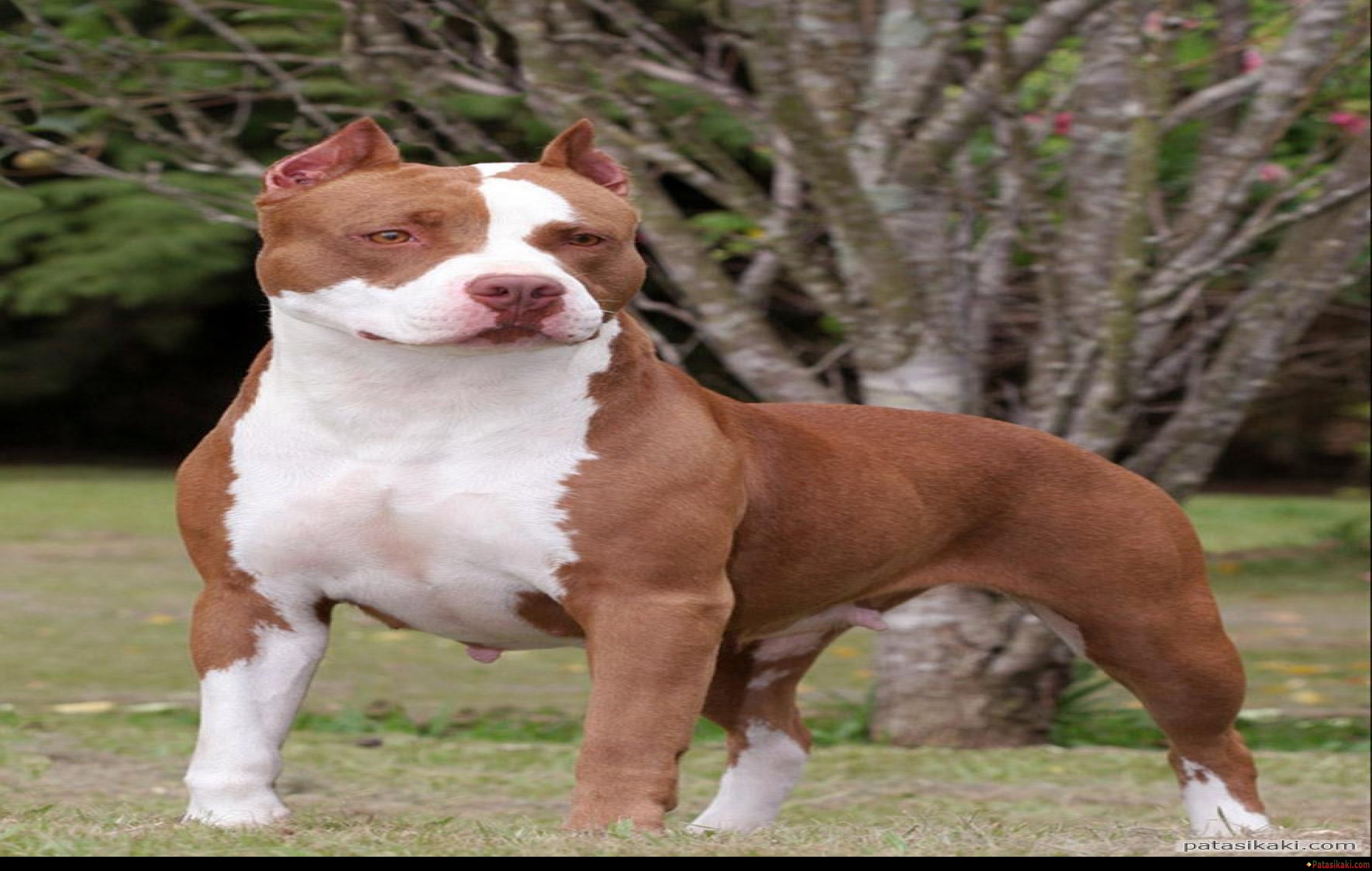 Pitbull Dog Wallpapers - 아메리칸 핏불 테리어 , HD Wallpaper & Backgrounds
