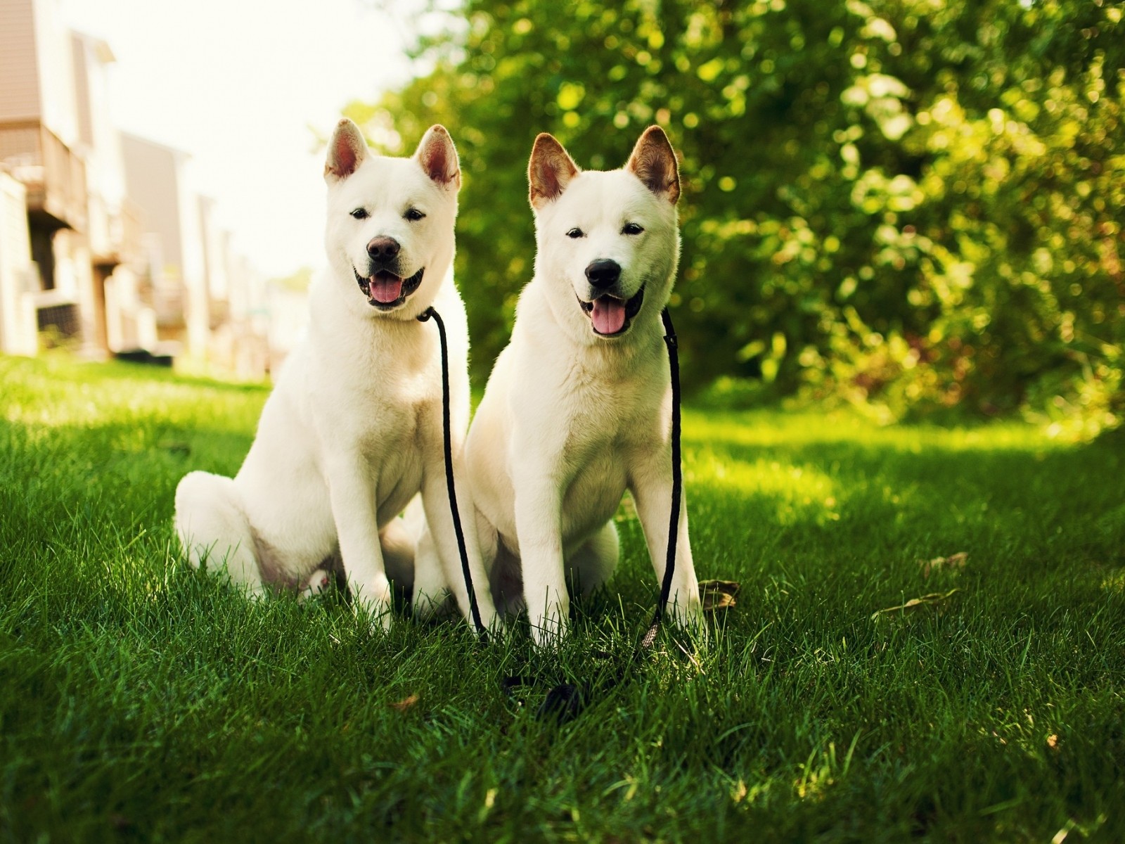 - Hd - Dogs Background High Resolution , HD Wallpaper & Backgrounds