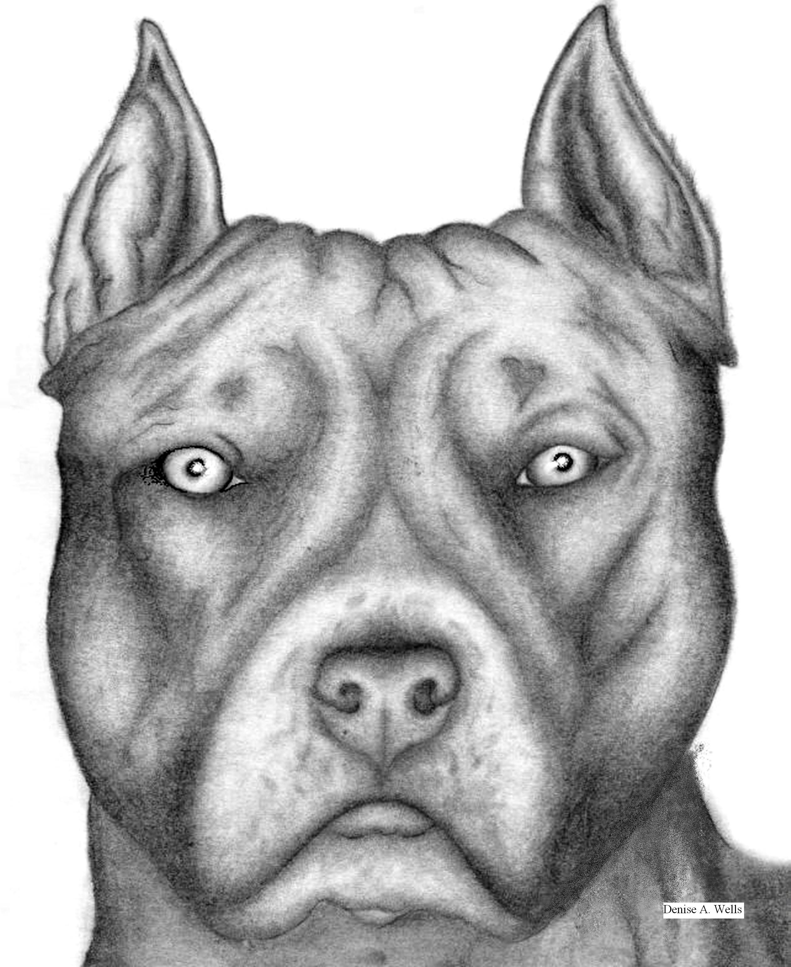 Drawn Pitbull Name - Dog Face Drawing In Pencil , HD Wallpaper & Backgrounds