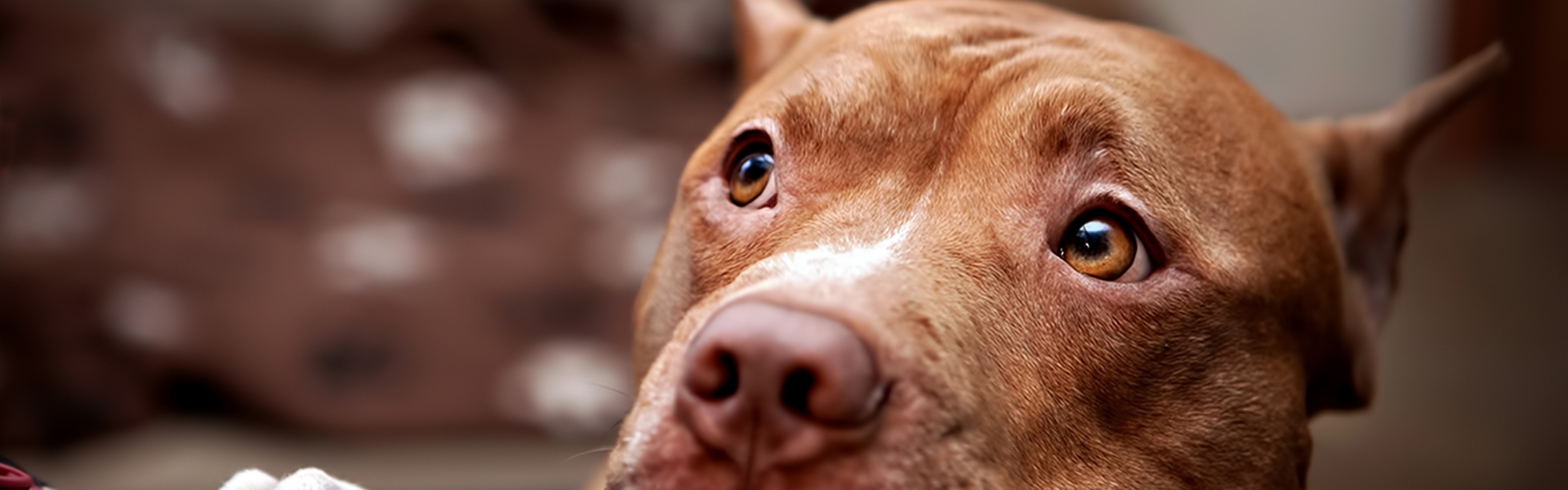 Pitbull Dog Wallpaper - Imagenes De Pitbull 4k , HD Wallpaper & Backgrounds