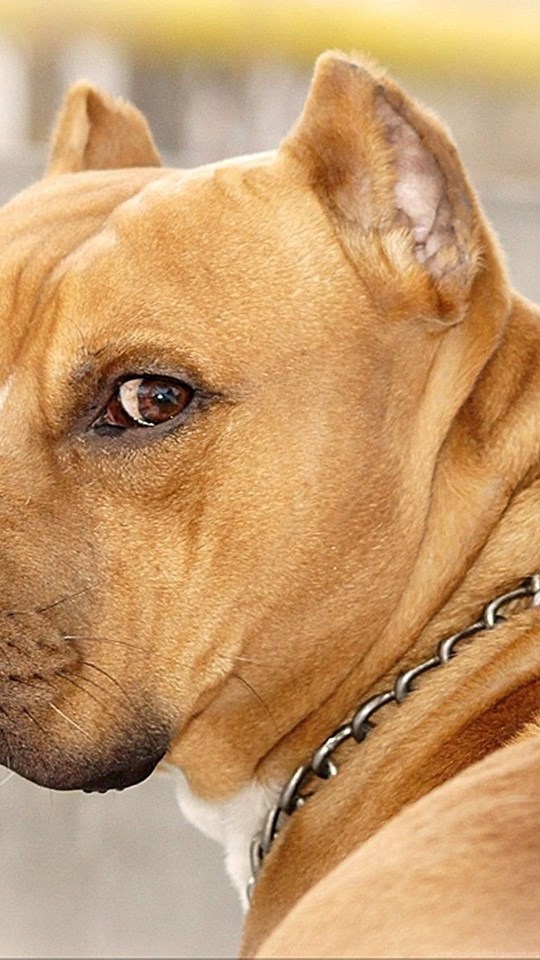Android Hd - Pitbull Dog Wallpaper Download , HD Wallpaper & Backgrounds