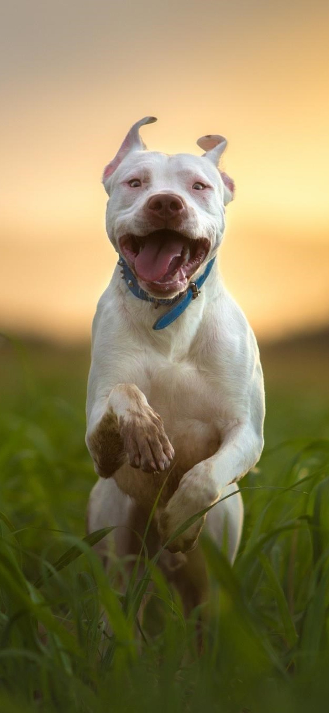 Pitbull Dog Breed Running - Pitbull Dog , HD Wallpaper & Backgrounds