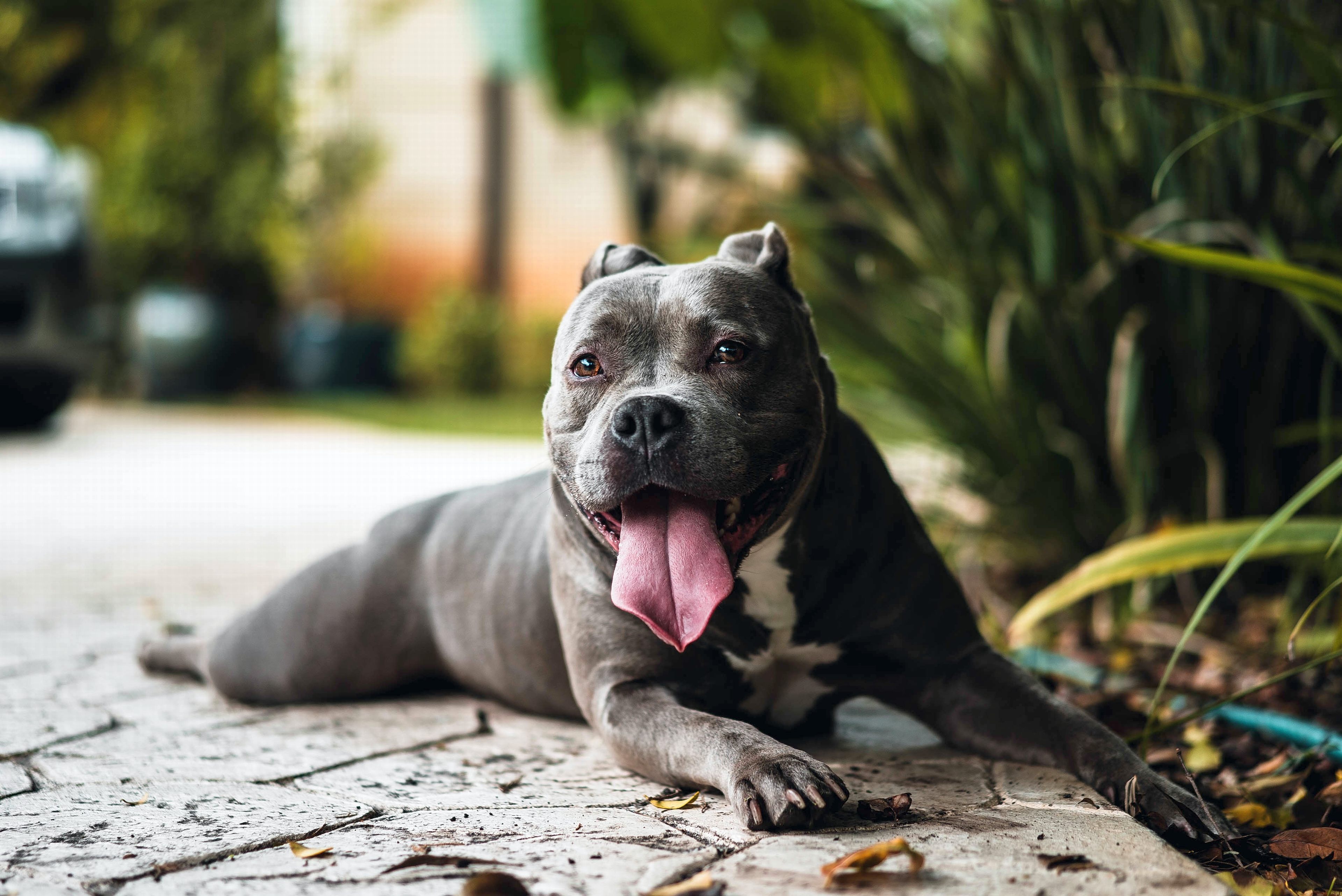 Awesome Blue Color Pitbull Wallpaper 4k Resolution - Pitbull Shih Tzu Mix , HD Wallpaper & Backgrounds