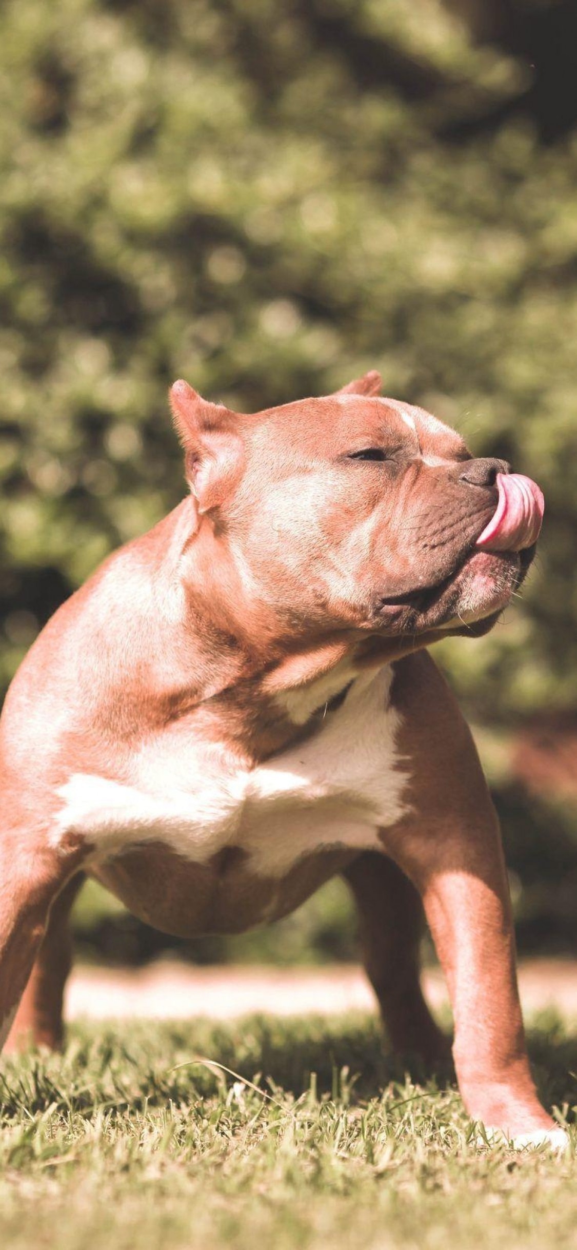 Pitbull, Grass, Dogs - Pitbull Dog Pic Hd Wallpapper , HD Wallpaper & Backgrounds