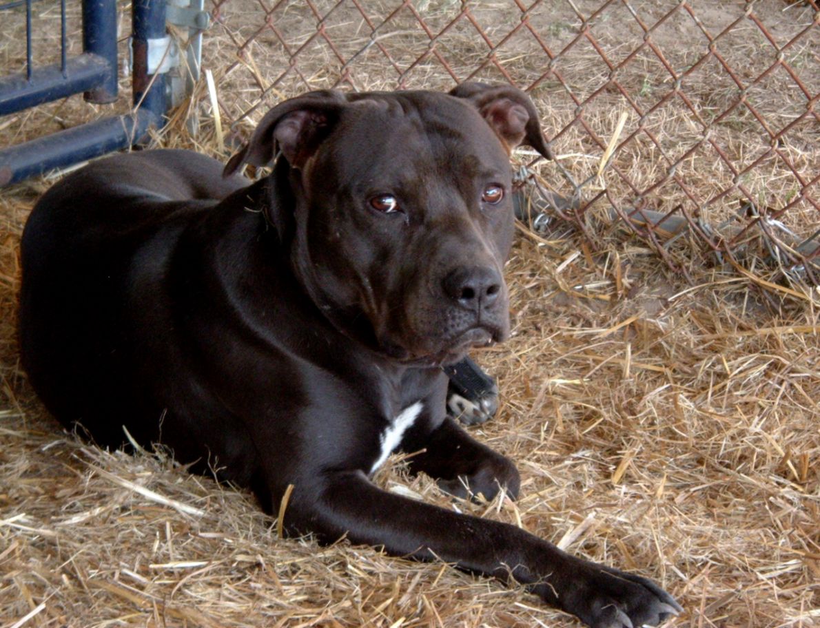 American Pitbull Terrier Black Top Hd Wallpapers Free - Black Nose Pitbull , HD Wallpaper & Backgrounds
