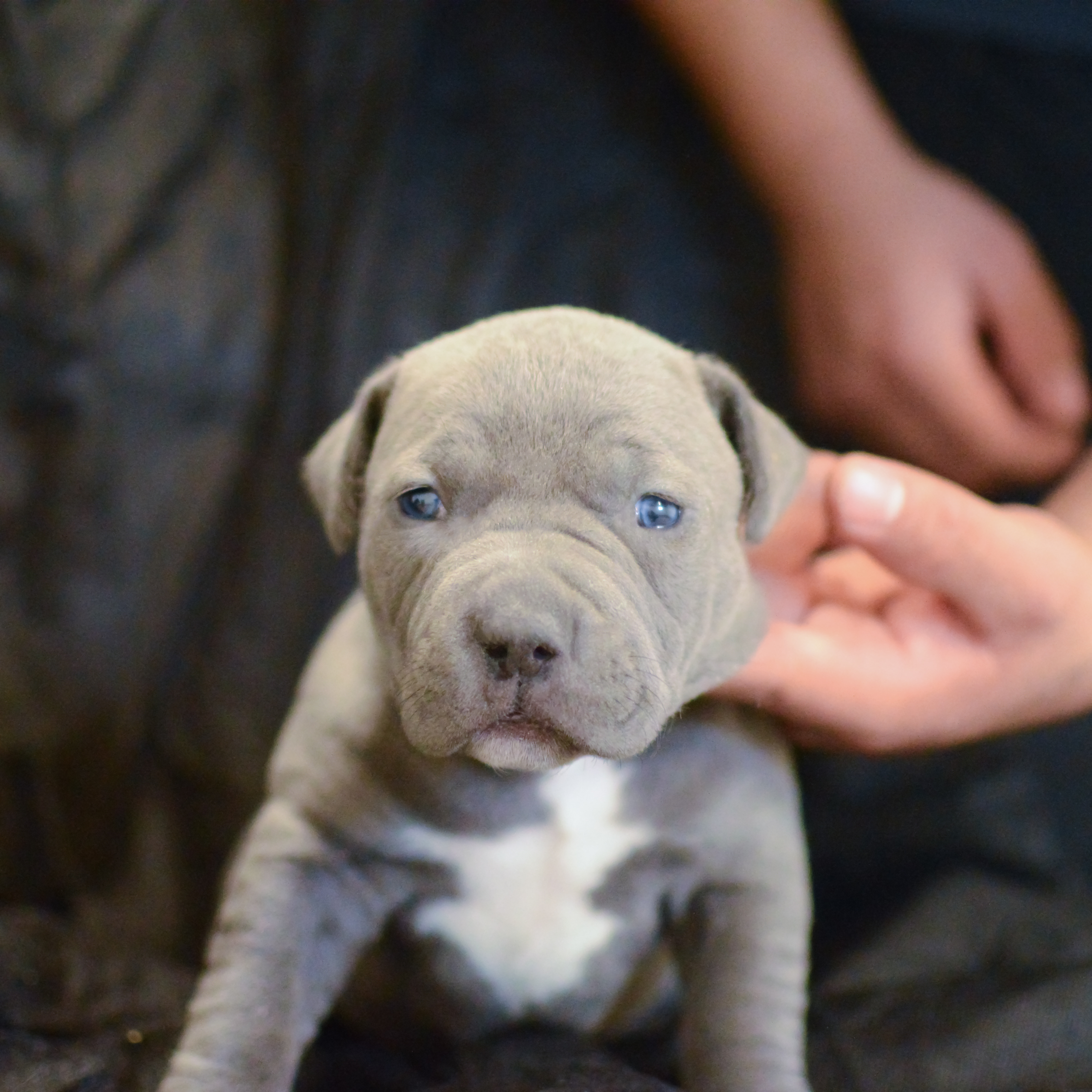 Full Breed Pitbull Puppy , HD Wallpaper & Backgrounds