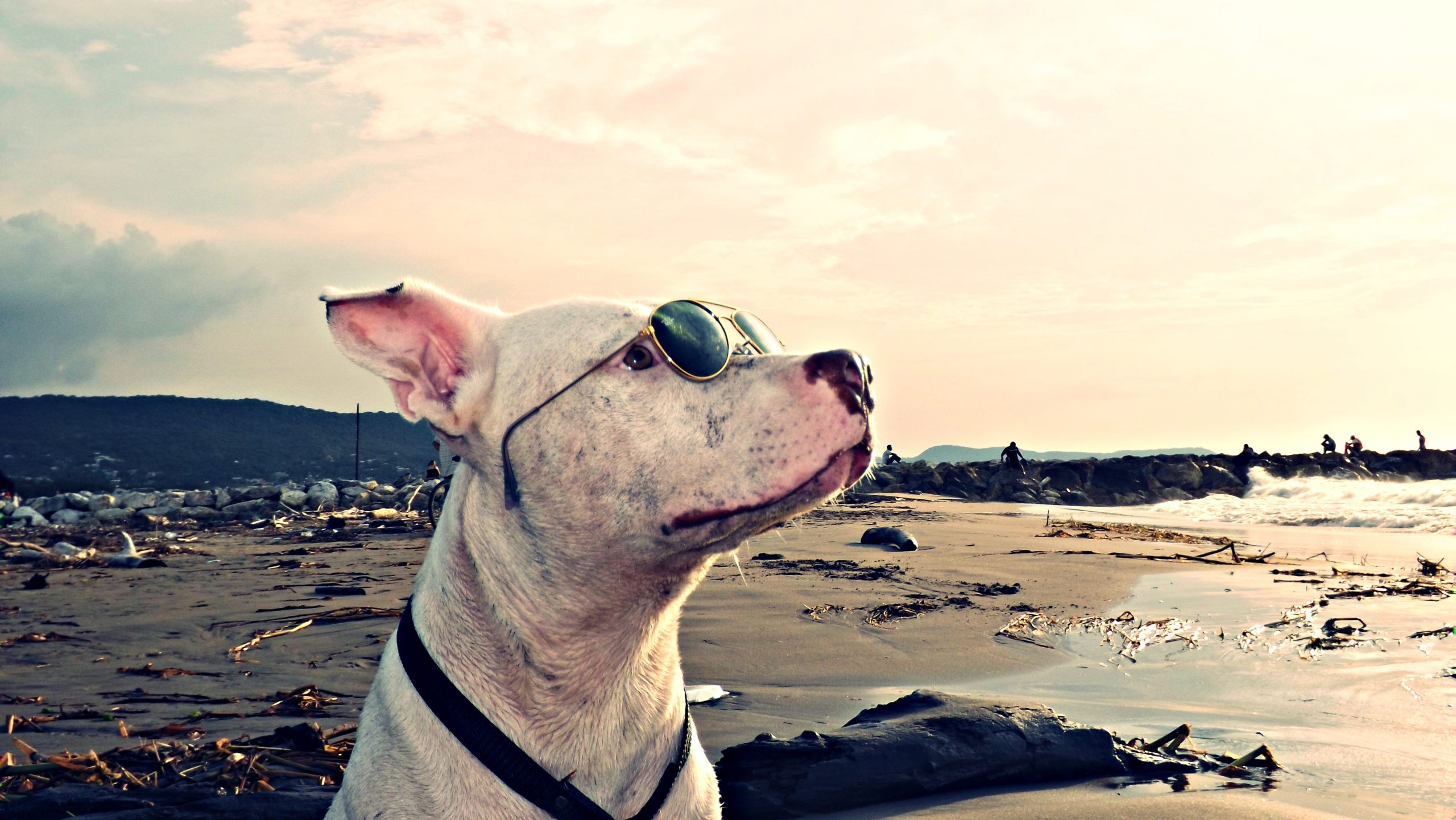 Cool Pitbull Dog Wallpaper With Sea Beach Background - Pitbull At The Beach , HD Wallpaper & Backgrounds