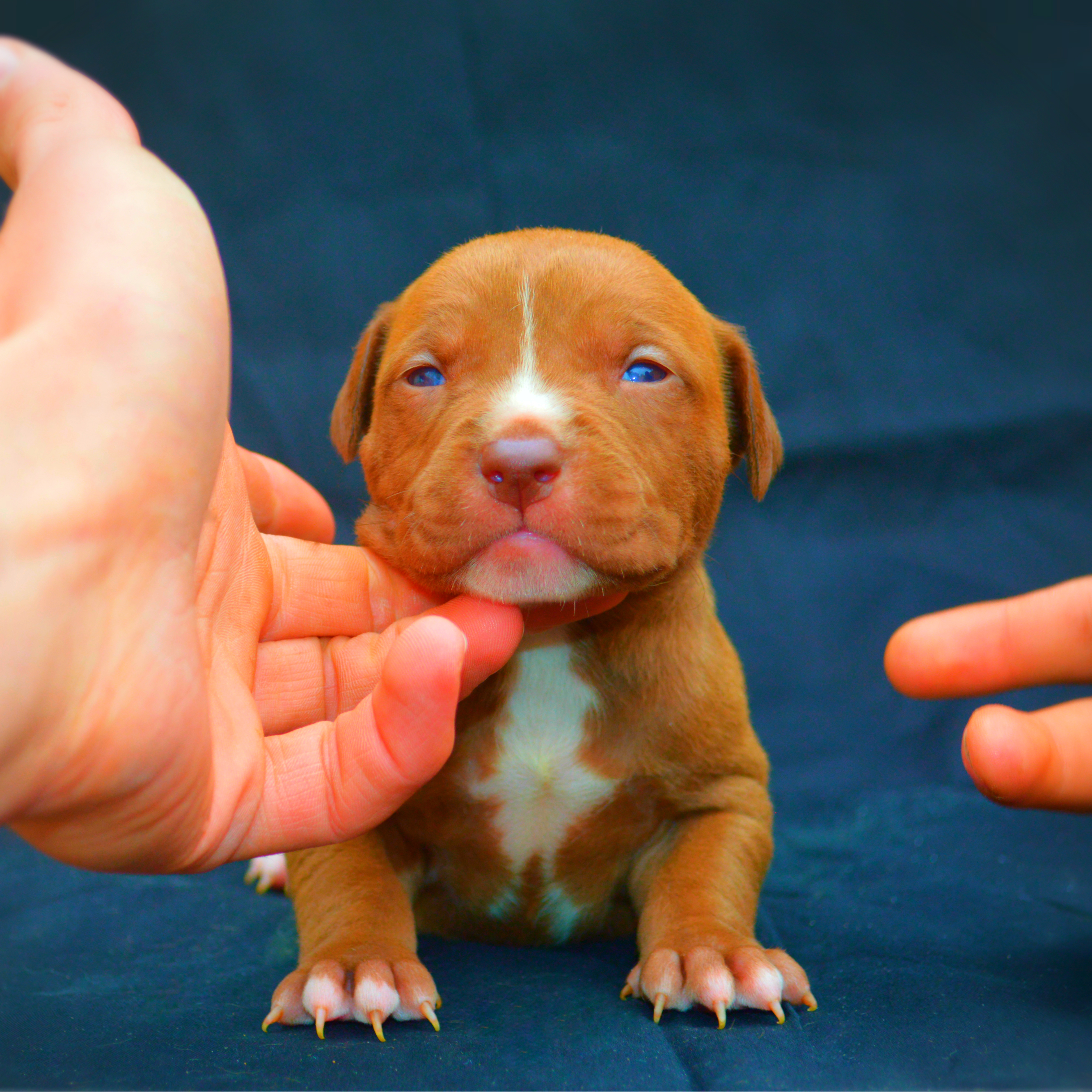 Droll American Bully Blue Nose Pitbull Puppies For Sale