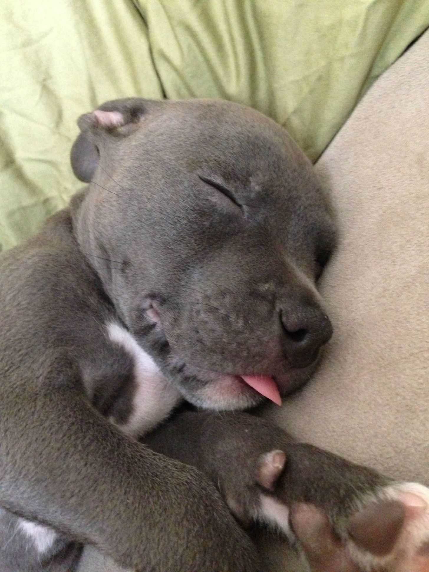 baby blue nose