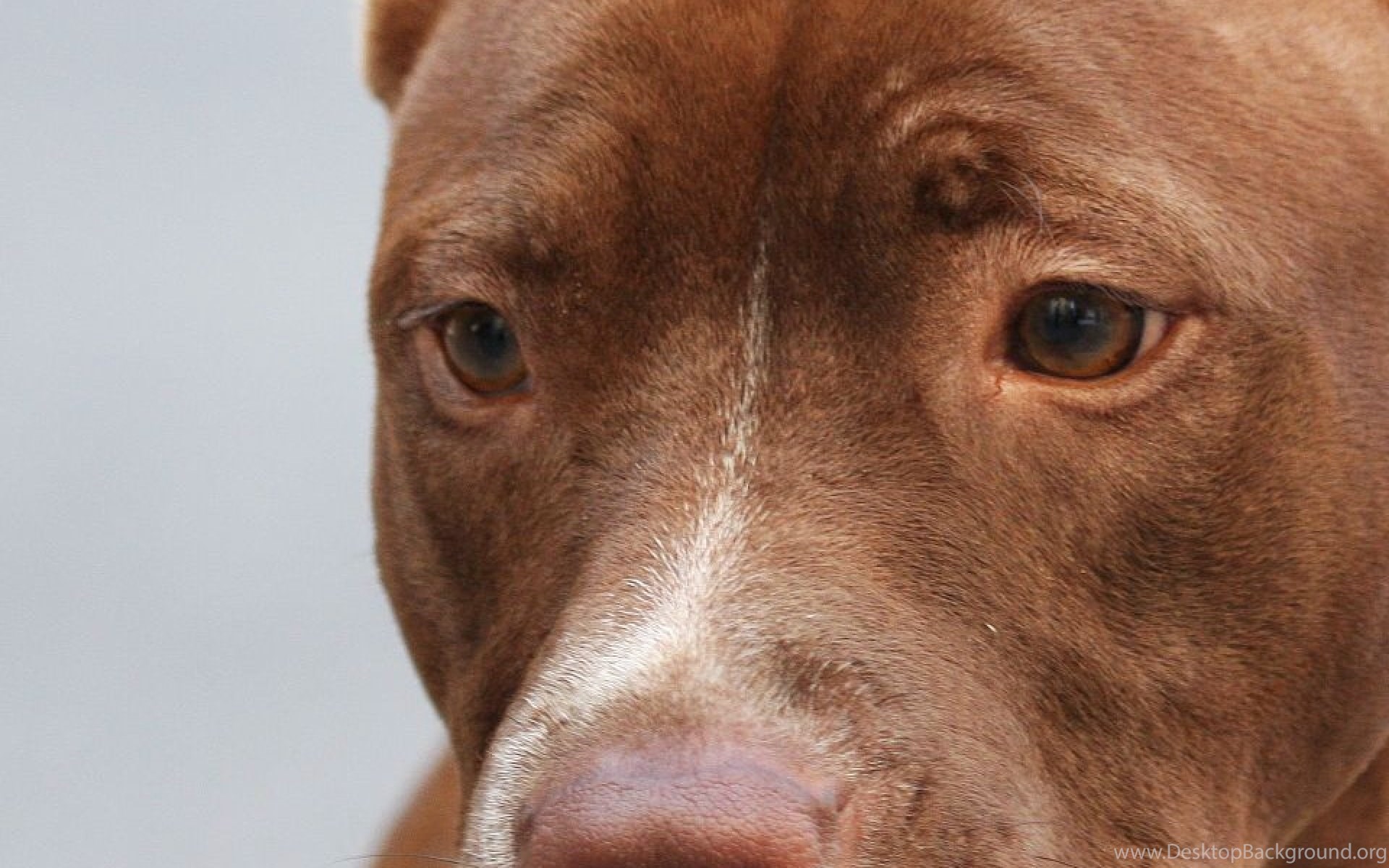 Popular - American Pitbull Terrier , HD Wallpaper & Backgrounds