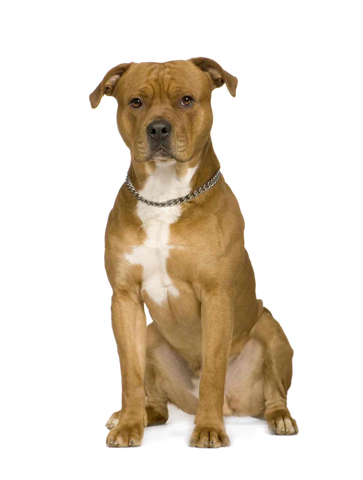 American Staffordshire Terrier Portret Photo - Door With Dog Door Built , HD Wallpaper & Backgrounds