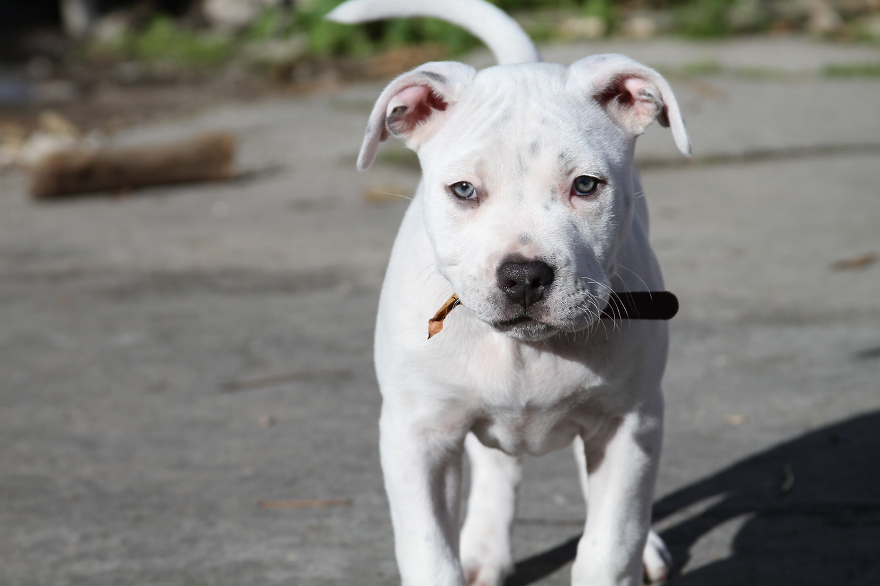 American Pitbull Dog Wallpapers - White Blue Nose Pitbull , HD Wallpaper & Backgrounds
