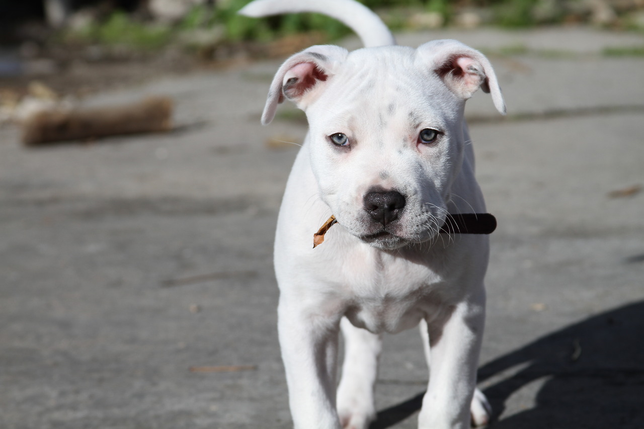 American Pitbull Dog Wallpapers White Blue Nose Pitbull