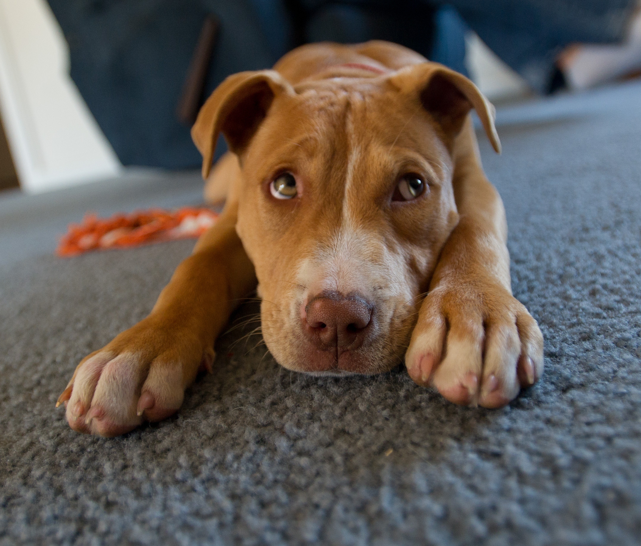 Red Nose Pitbull Wallpaper - Pitbull Red Nose Cute , HD Wallpaper & Backgrounds