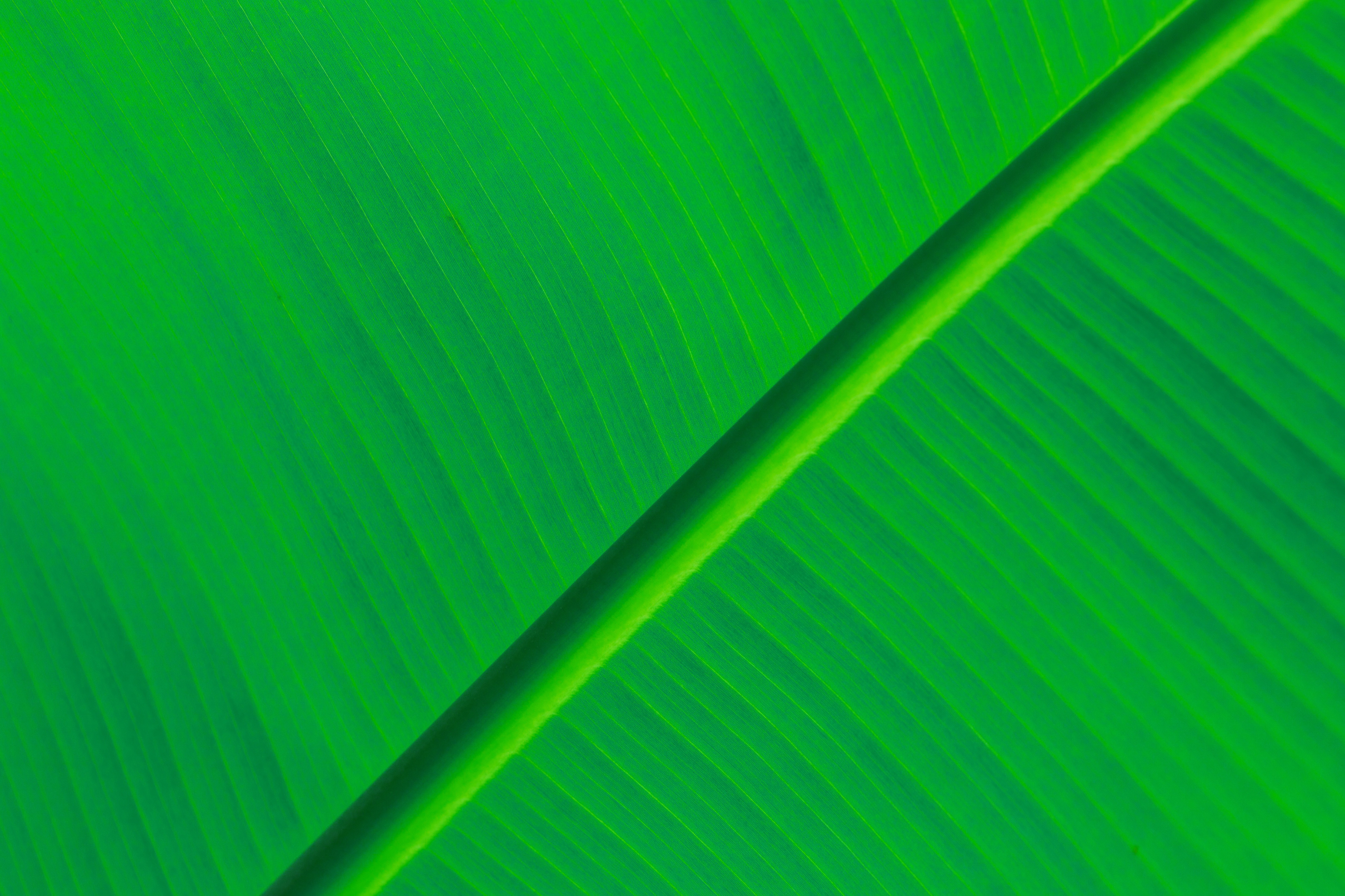 Hd Green Leaf Background - Banana Leaf Background Hd , HD Wallpaper & Backgrounds