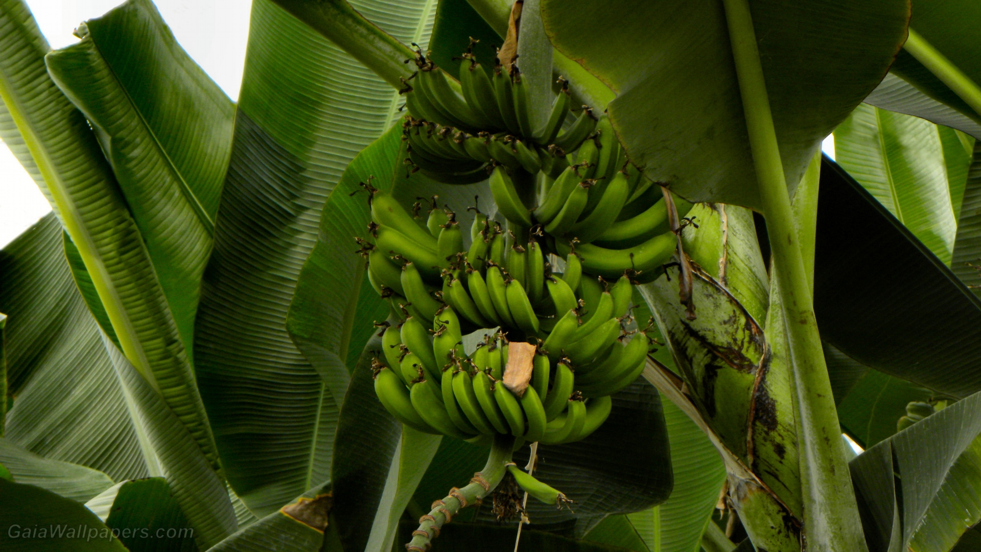 Green Bananas In A Banana Tree - Saba Banana , HD Wallpaper & Backgrounds