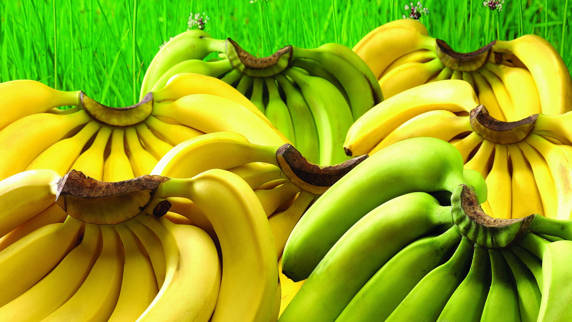 Wallpaper Banana, Bunch, Hands - Bananas 4k , HD Wallpaper & Backgrounds