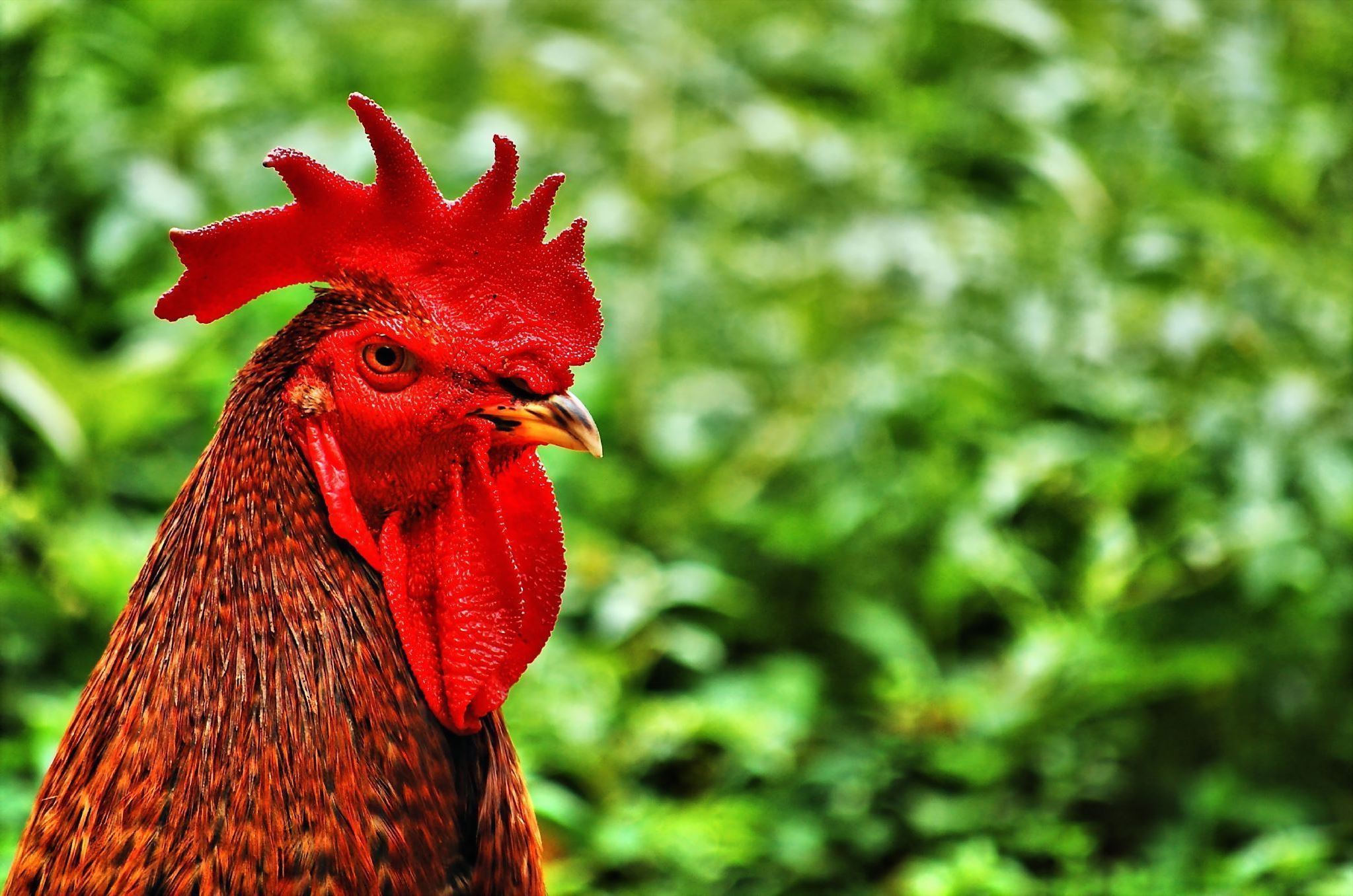 Chicken Wallpapers Hd - Rooster , HD Wallpaper & Backgrounds