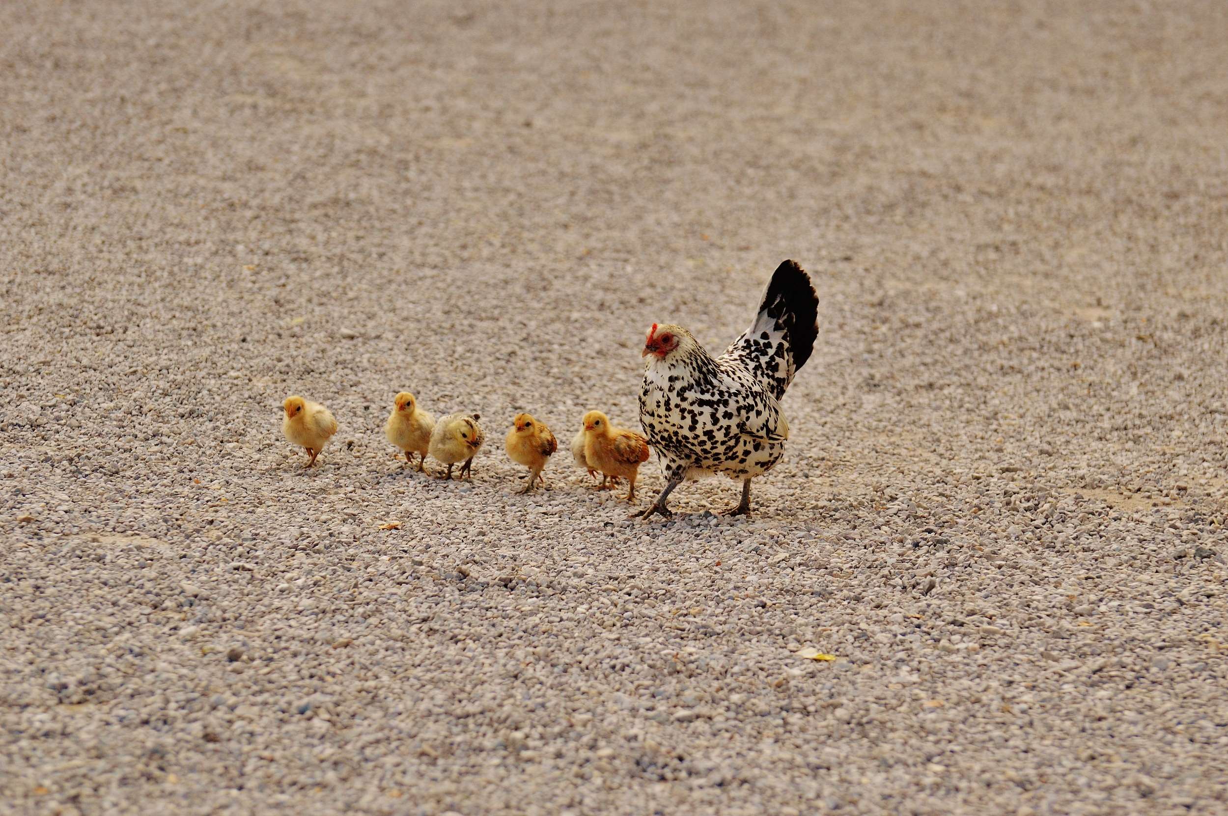 Chicken, Chickens, Chicks, Cute, Dam, Easter, Fluff, - Chickens In Sand , HD Wallpaper & Backgrounds