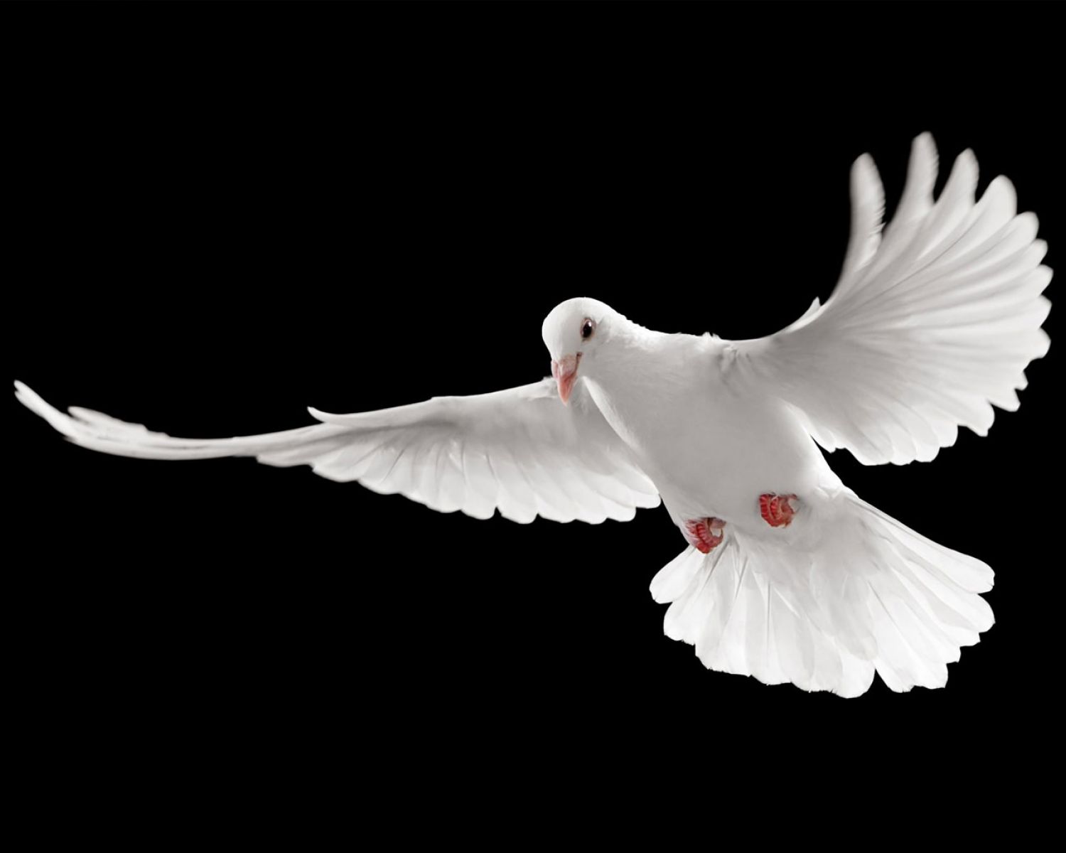 The Absolute Peace Symbol Pigeon Wallpaper - Pigeon Peace , HD Wallpaper & Backgrounds