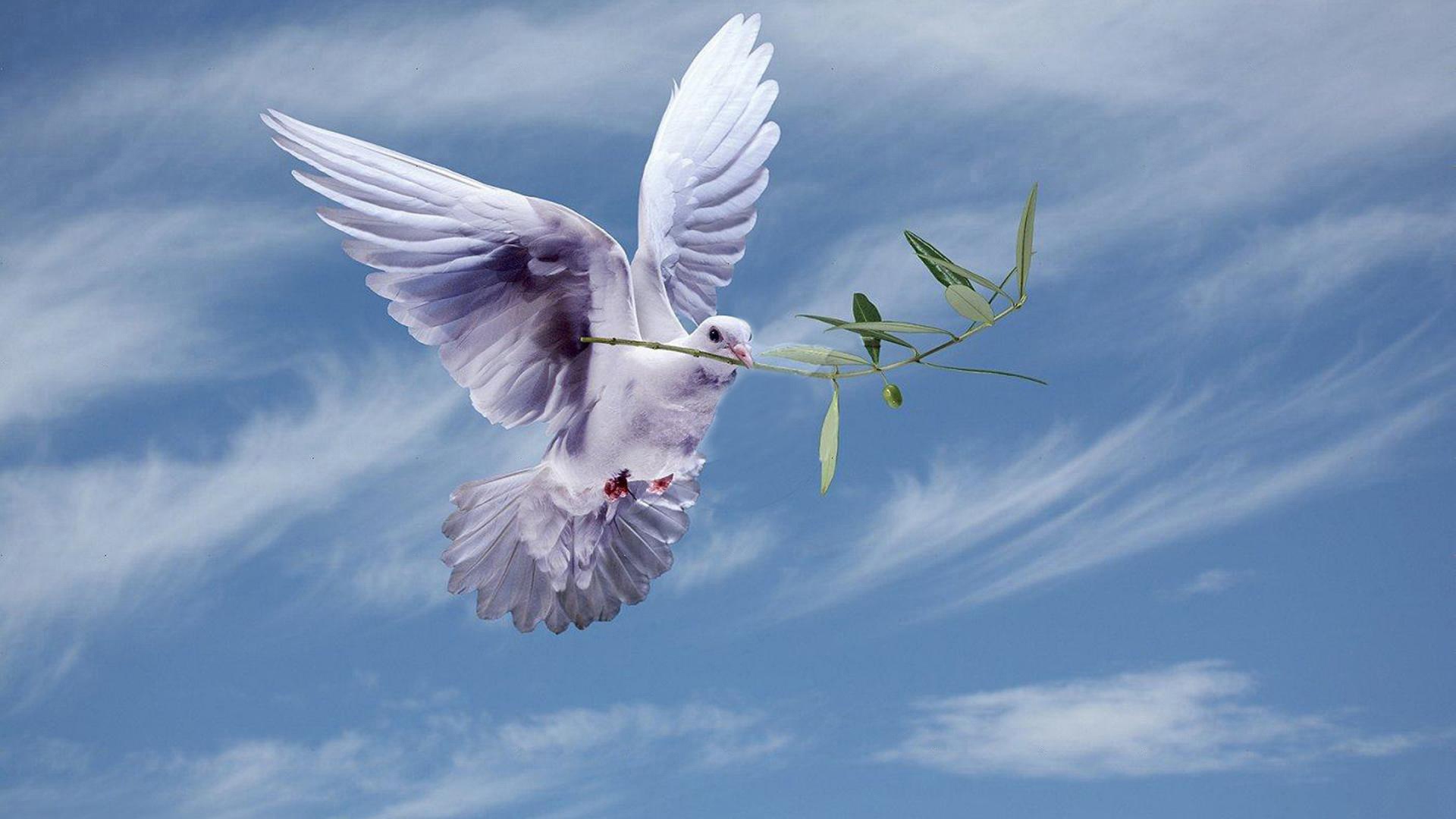 Landscape Portrait - Peace Dove With Olive Branch , HD Wallpaper & Backgrounds