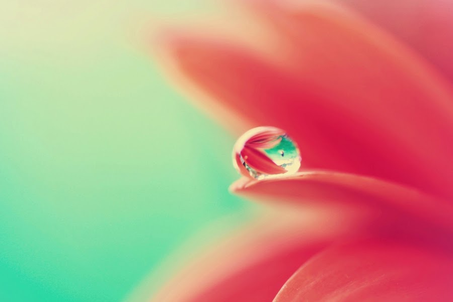 Inner Peace - Water Drop On Flower Hd , HD Wallpaper & Backgrounds