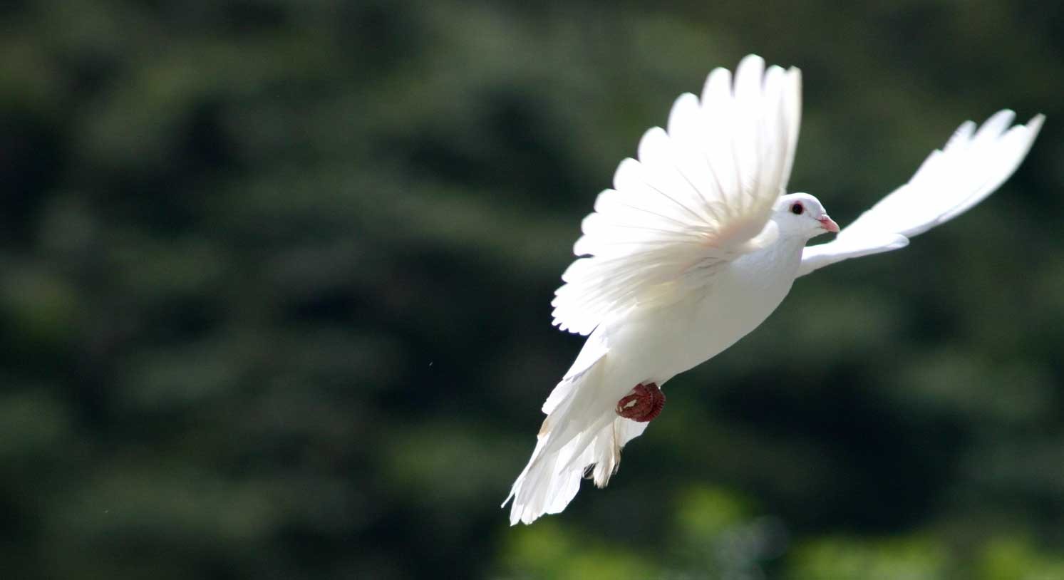 Harmony Peace Symbol Dove Bird White Black Hd Wallpaper - John 4 24 Telugu , HD Wallpaper & Backgrounds