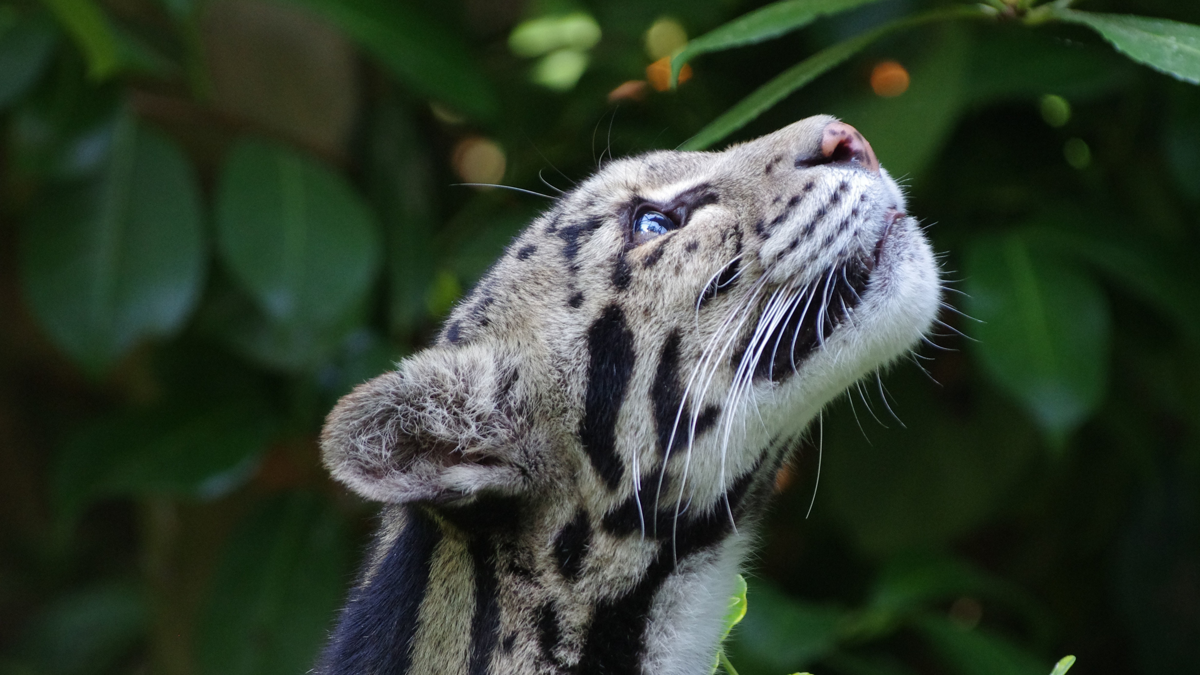 Clouded Leopard Background , HD Wallpaper & Backgrounds