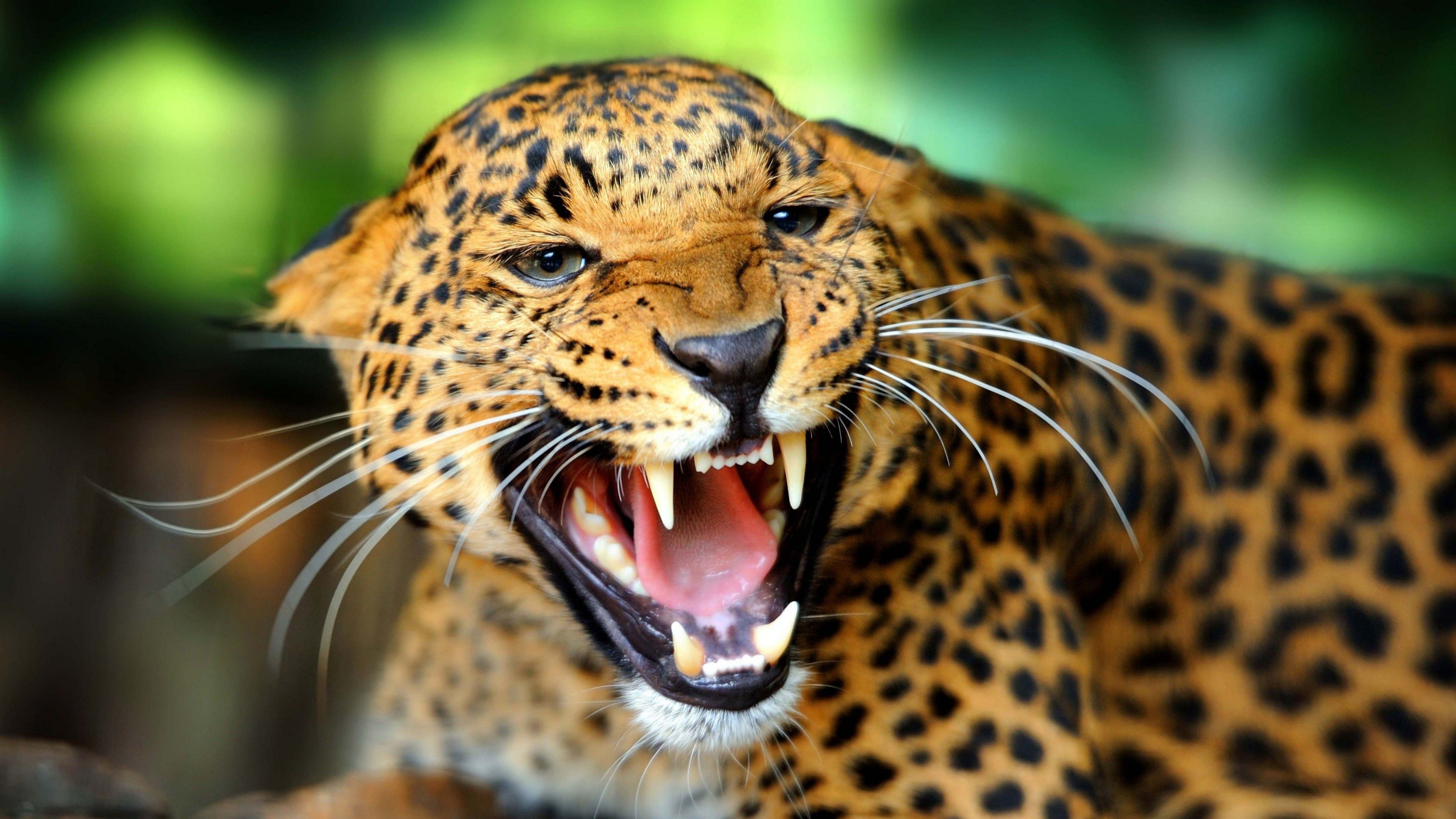 Jaguar Animal , HD Wallpaper & Backgrounds