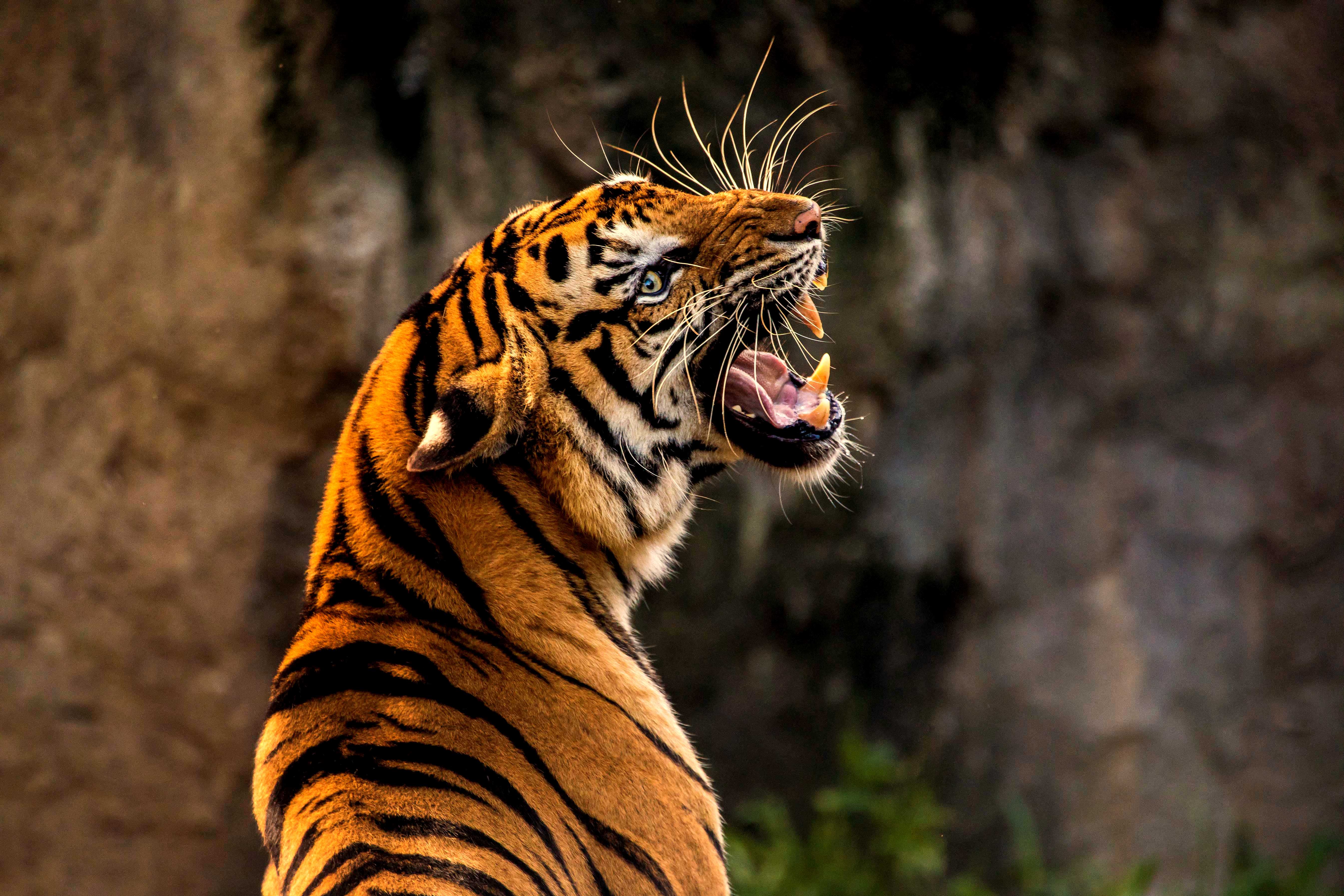 Choose Your Resolution - Angry Tiger Roaring , HD Wallpaper & Backgrounds
