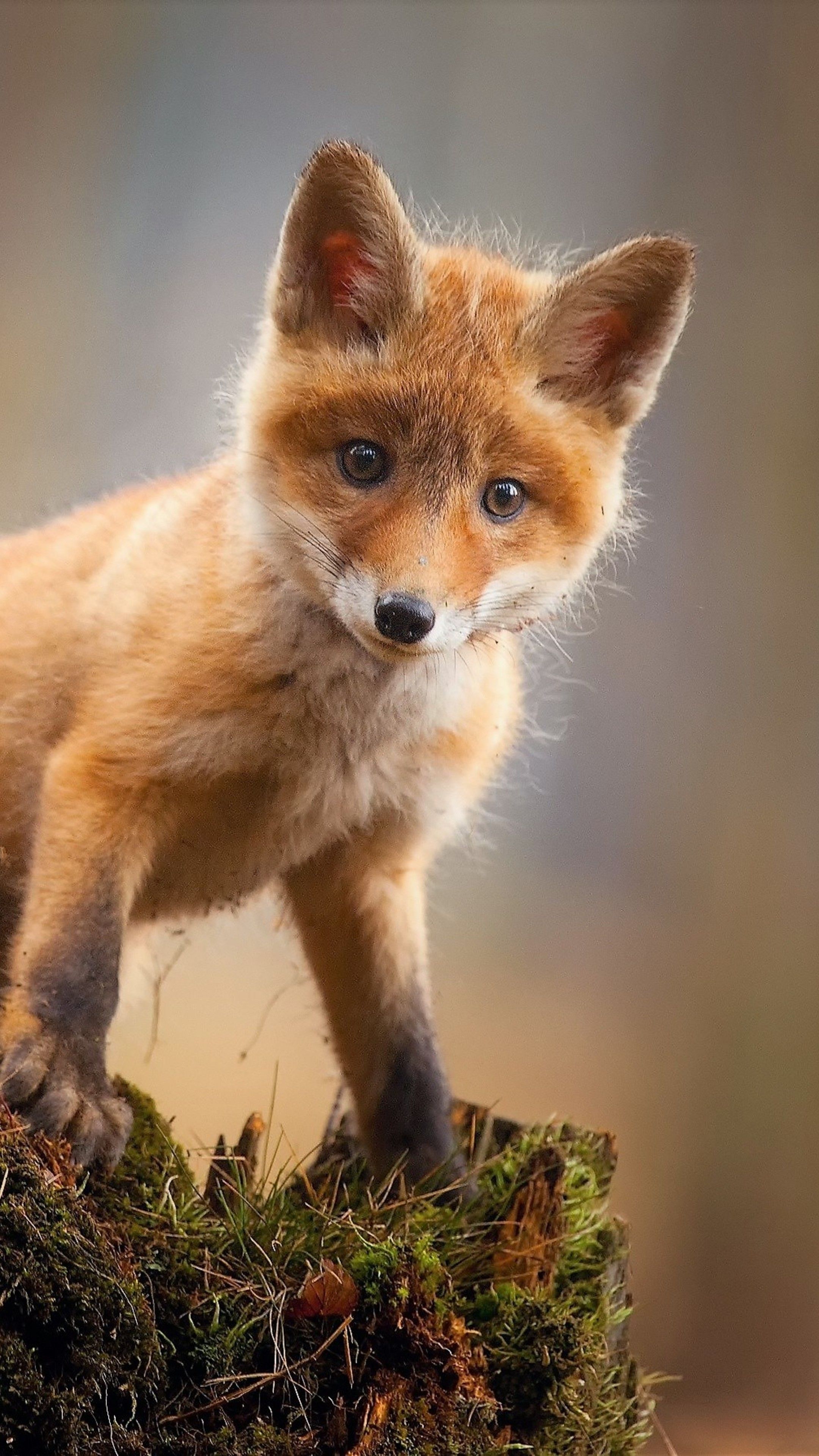 #animals - Red Fox Forest Animals , HD Wallpaper & Backgrounds
