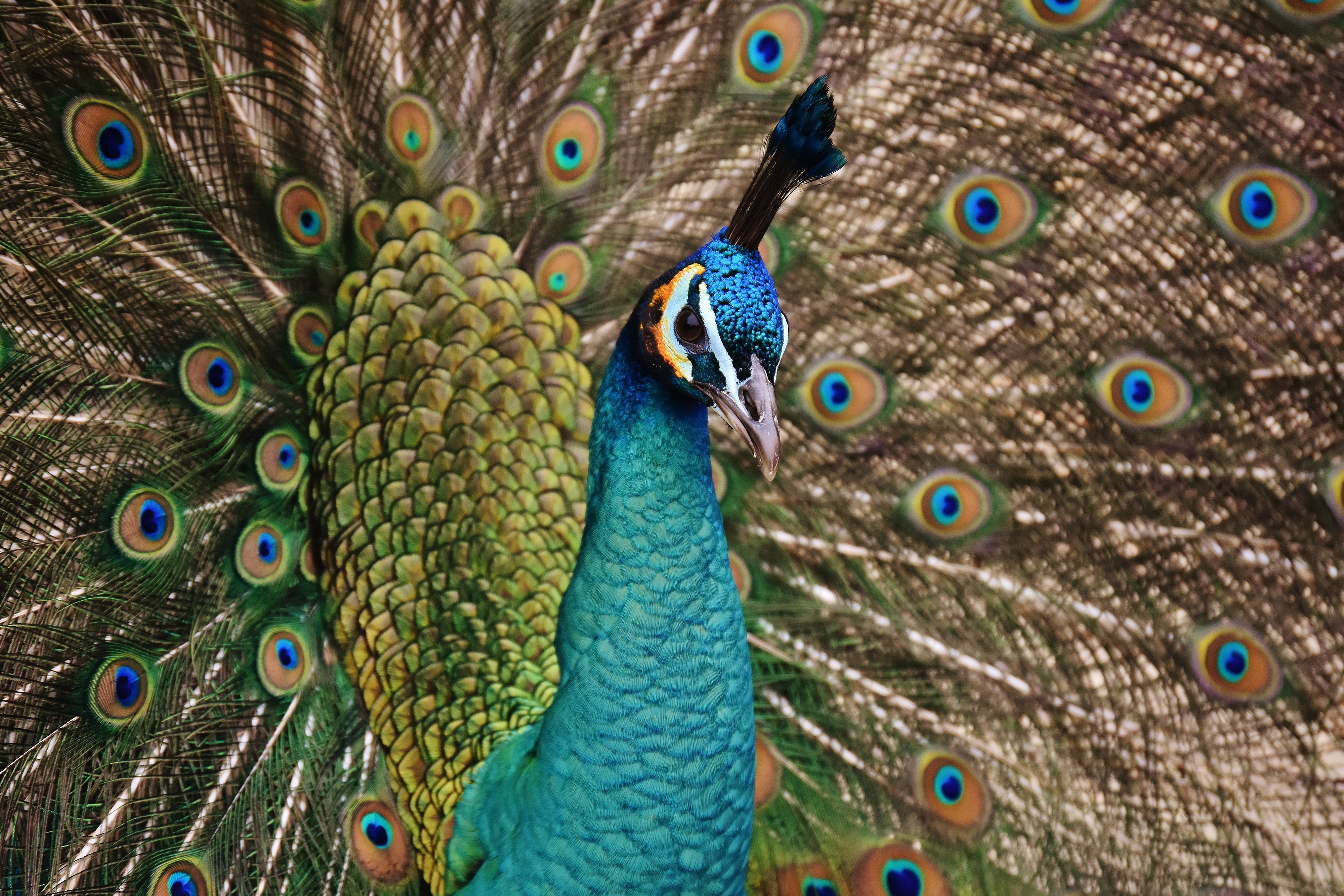 Animals / Peacock Wallpaper - 4k Resolution 4k Animals , HD Wallpaper & Backgrounds