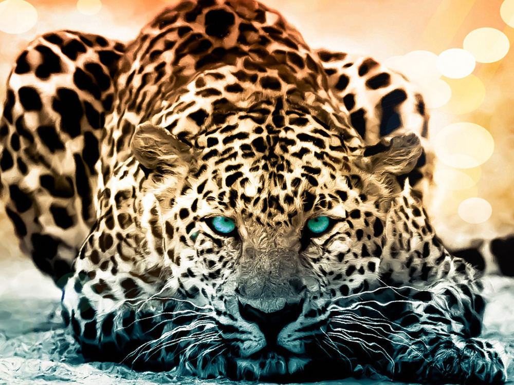 50 Amazing Wildlife & Animal Wallpapers - Jaguar Hd Wallpapers 1080p , HD Wallpaper & Backgrounds