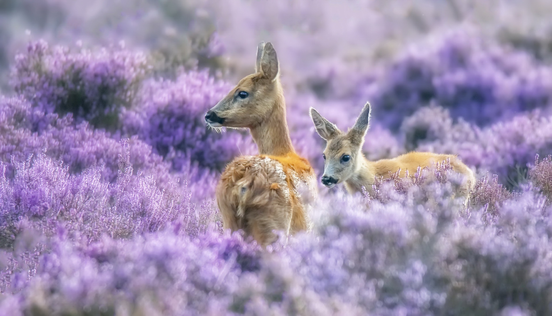 Purple, Nature, Plants, Animals, Deer 4k Hd Wallpaper - Nature Plants And Animals , HD Wallpaper & Backgrounds