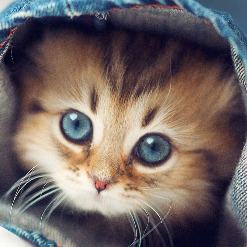 10 New Cute Animal Wallpaper Hd Full Hd 1920×1080 For - Cute Animals Wallpaper Hd , HD Wallpaper & Backgrounds