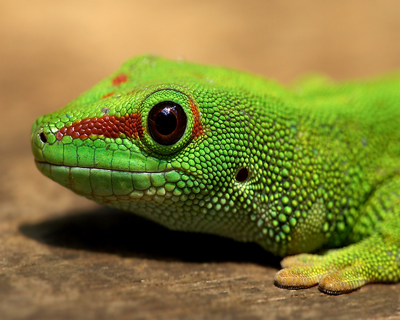 Animal Wallpapers Pack 1 African Animals, Asian Animals, - Lizards For Kids , HD Wallpaper & Backgrounds