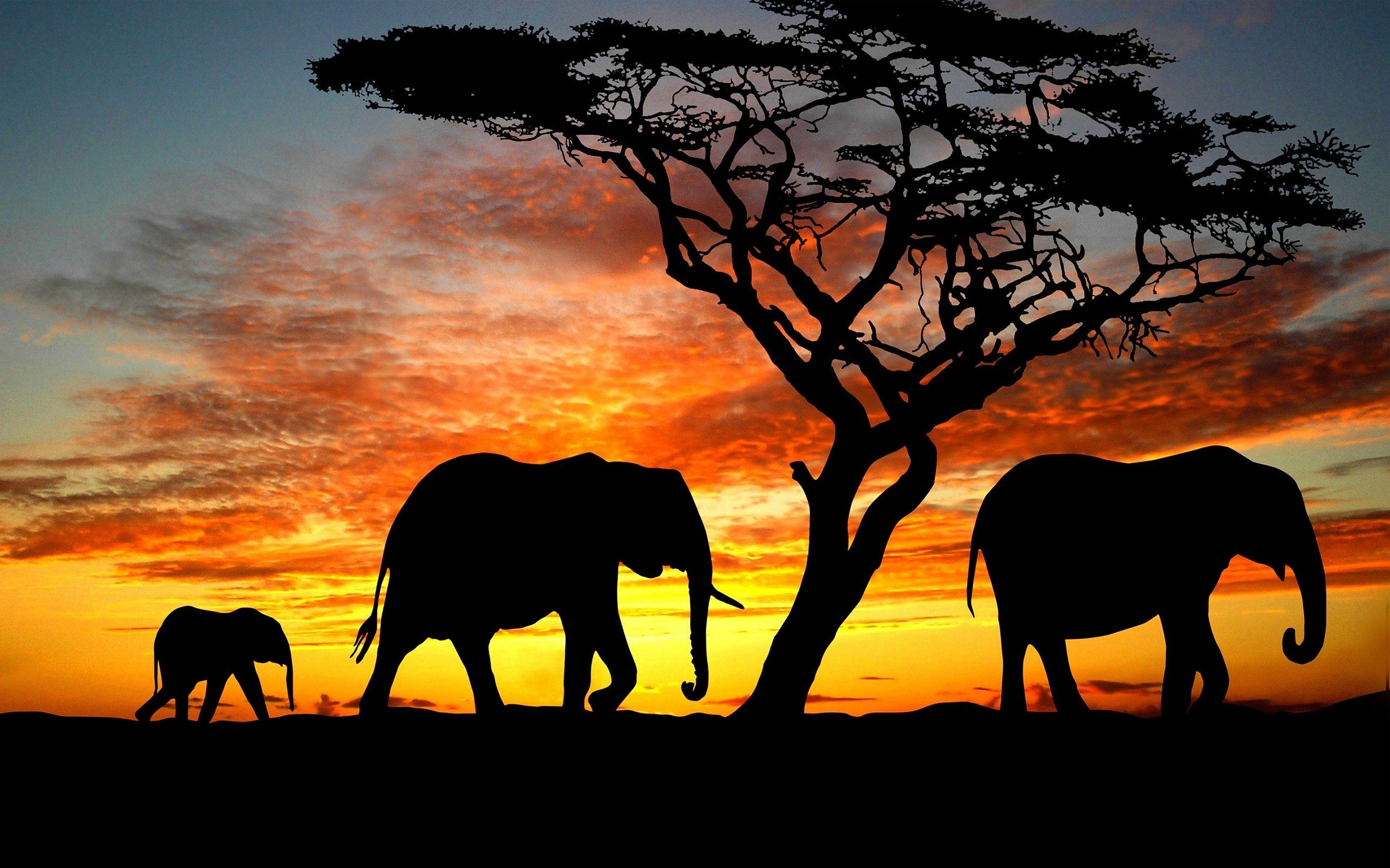 Beauty, Cute, Amazing, Animal, Elephant, Family, During, - Elephant Desktop Backgrounds , HD Wallpaper & Backgrounds