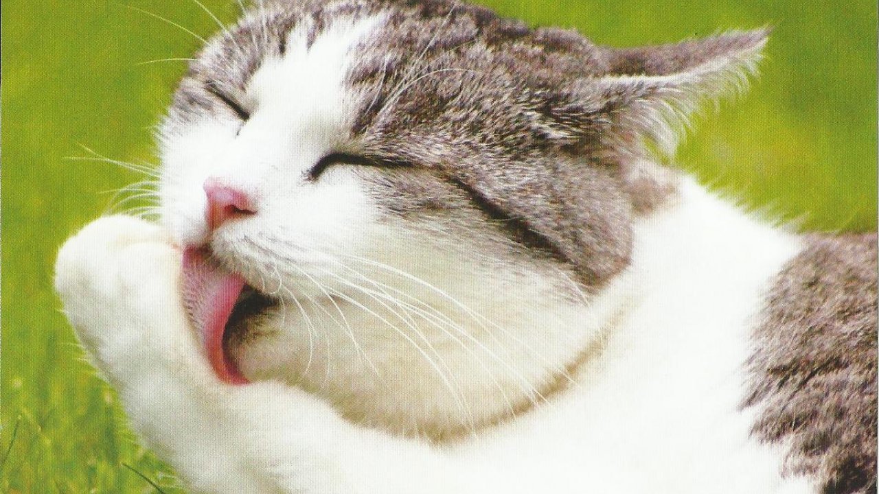 Cool Animals, Dog Desktop Images, Download Dog Wallpapers, - Cat Yawns , HD Wallpaper & Backgrounds
