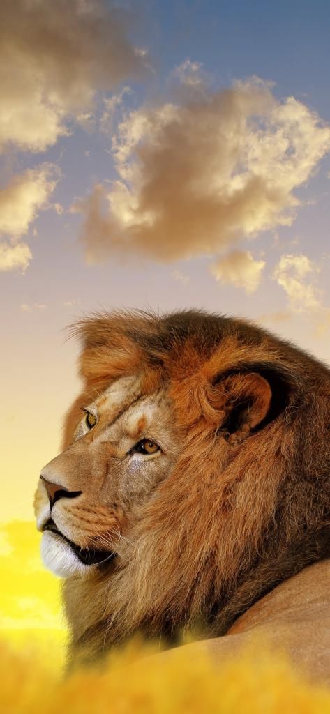 Wallpaper For Iphone X Lion Ultra Hd 4k 8e 12422688 - Full Hd Ultra Hd 1080p , HD Wallpaper & Backgrounds