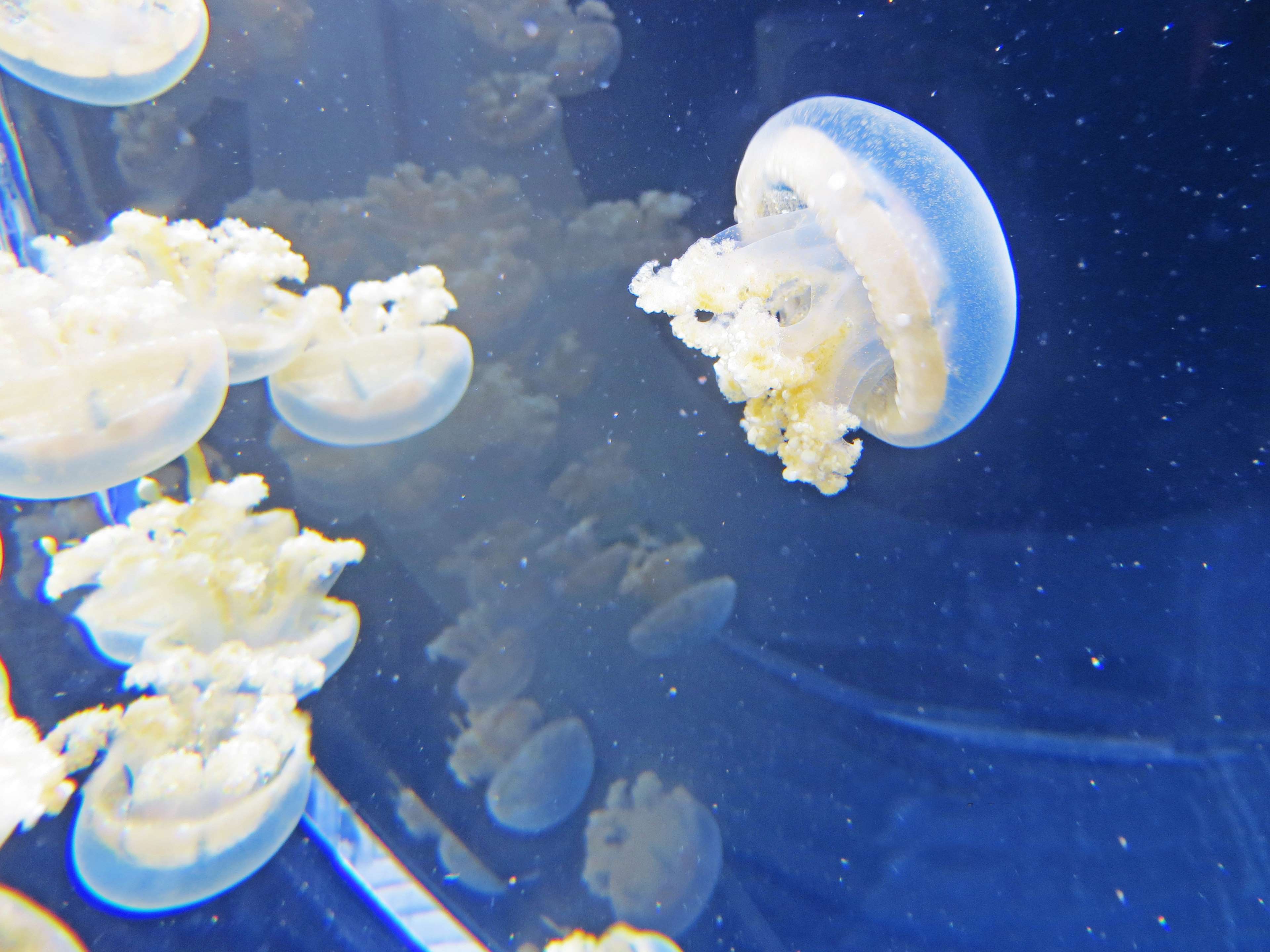 Animals, Aquarium, Jellyfishes, Nature, Ocean, Sea, - Jellyfish , HD Wallpaper & Backgrounds