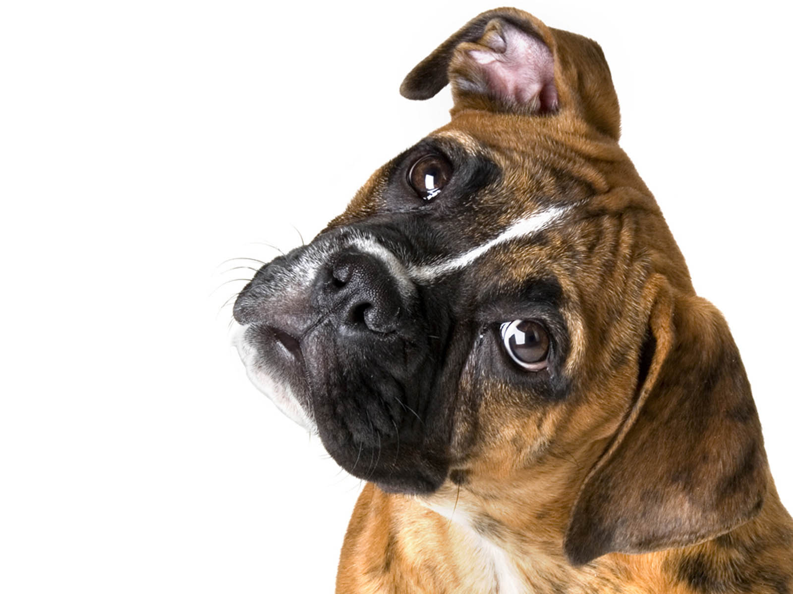Dog White Background Png , HD Wallpaper & Backgrounds