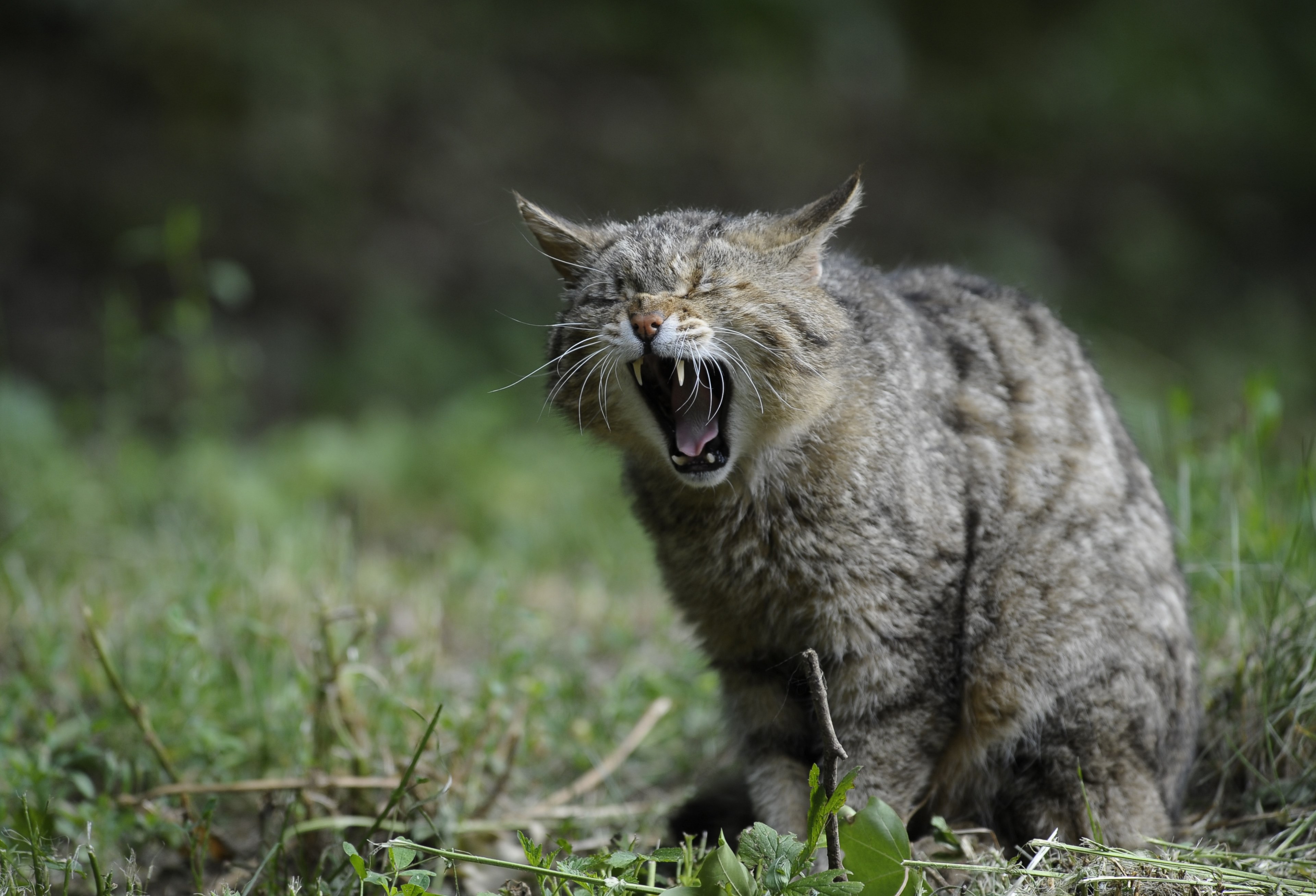 #3840x2616 #wildcat #animal #nature #cat #natural #animals - 4k Background Nature Animal , HD Wallpaper & Backgrounds