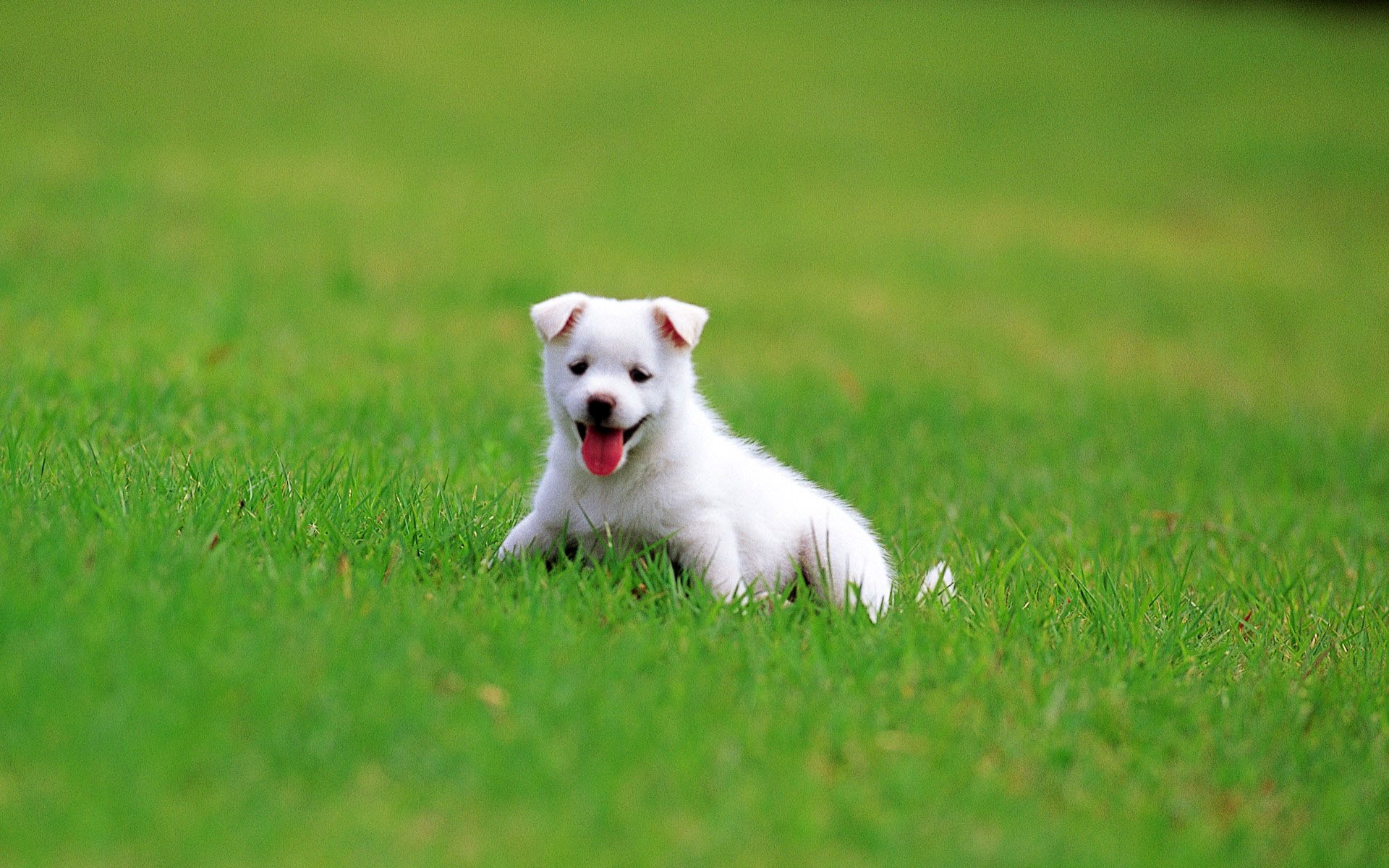 Dog In The Grass , HD Wallpaper & Backgrounds