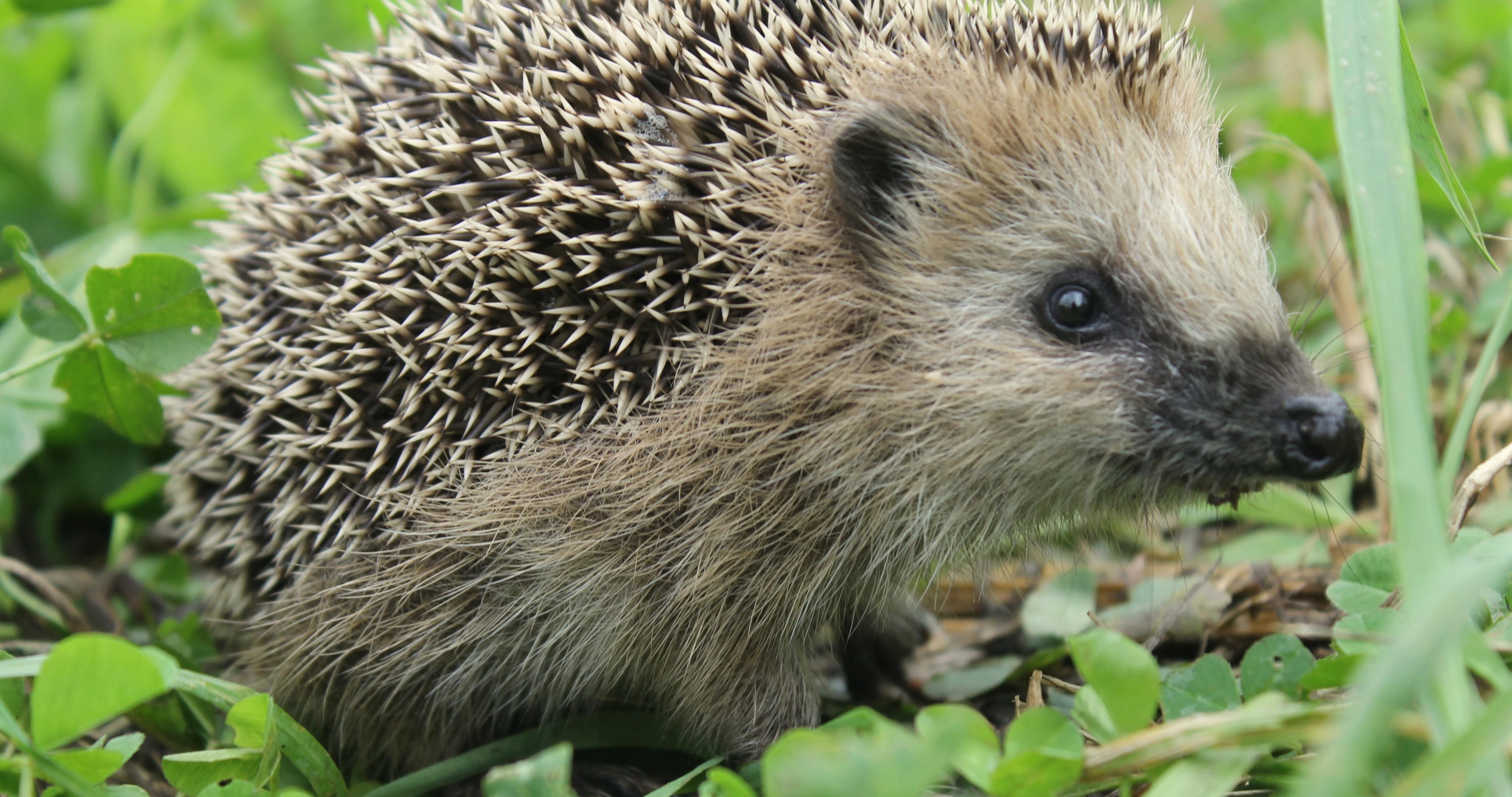 Hedgehog Animal Hd 4k Ultra Hd Wallpaper - 4k Hedgehog , HD Wallpaper & Backgrounds