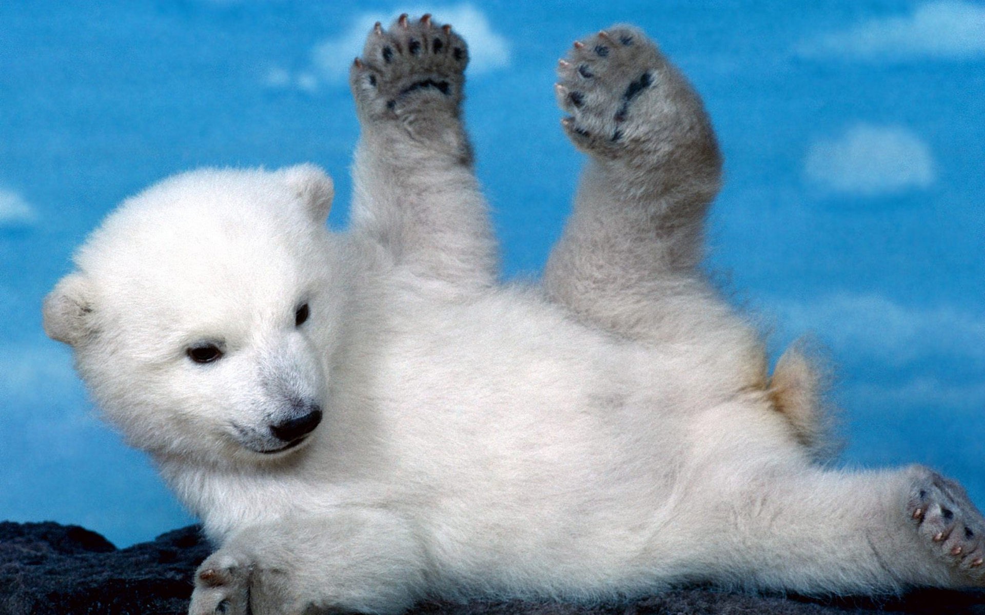 Baby Animal Wallpaper High Quality 33j 2130605 Hd Wallpaper