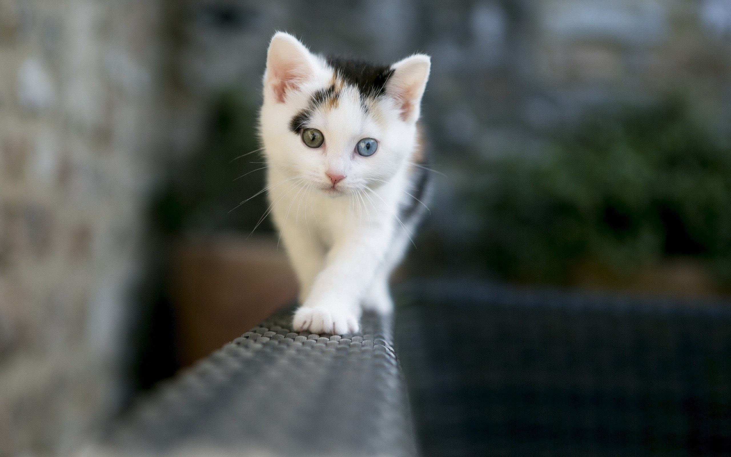 Beauty, Cute, Amazing, Animal, Amazing, White, Cat, - Cute Kittens With Different Colored Eyes , HD Wallpaper & Backgrounds