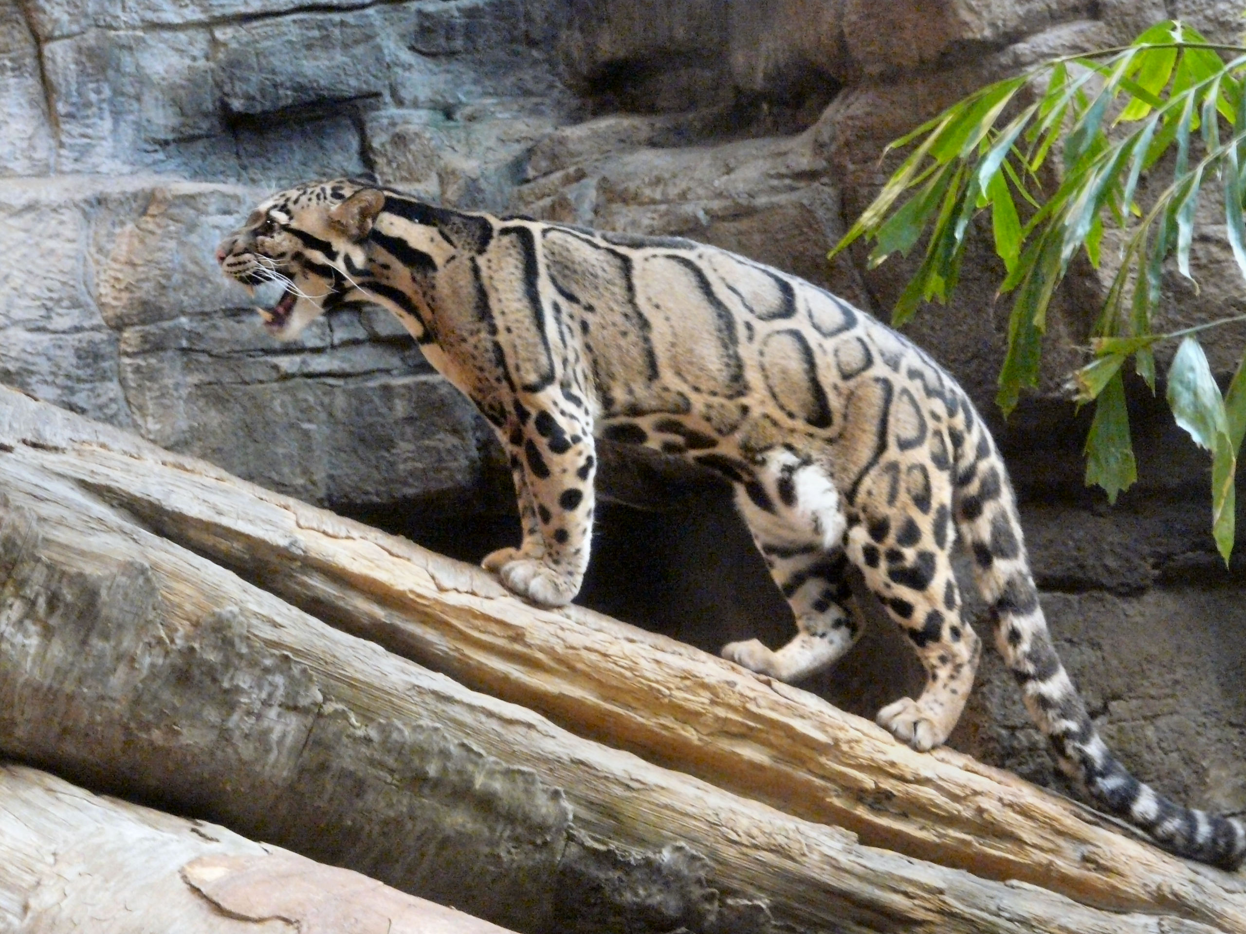 Clouded Leopard Wallpapers - Senchal Lake And Wildlife Sanctuary , HD Wallpaper & Backgrounds