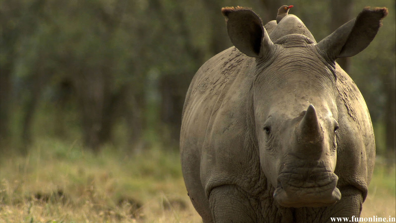 Rhino Poaching , HD Wallpaper & Backgrounds