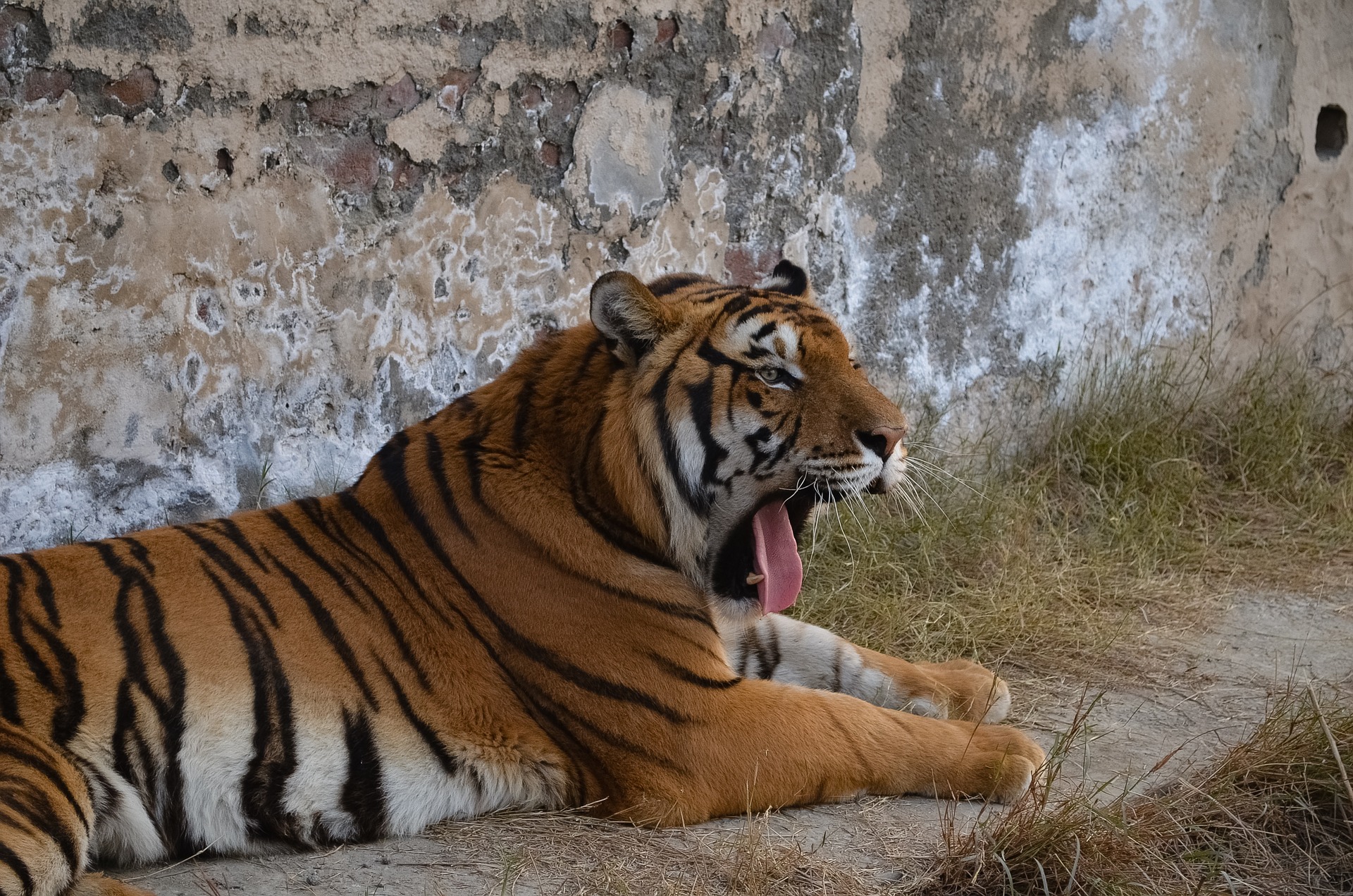 Download Preview Tiger Pakistan Wallpaper - Tiger , HD Wallpaper & Backgrounds